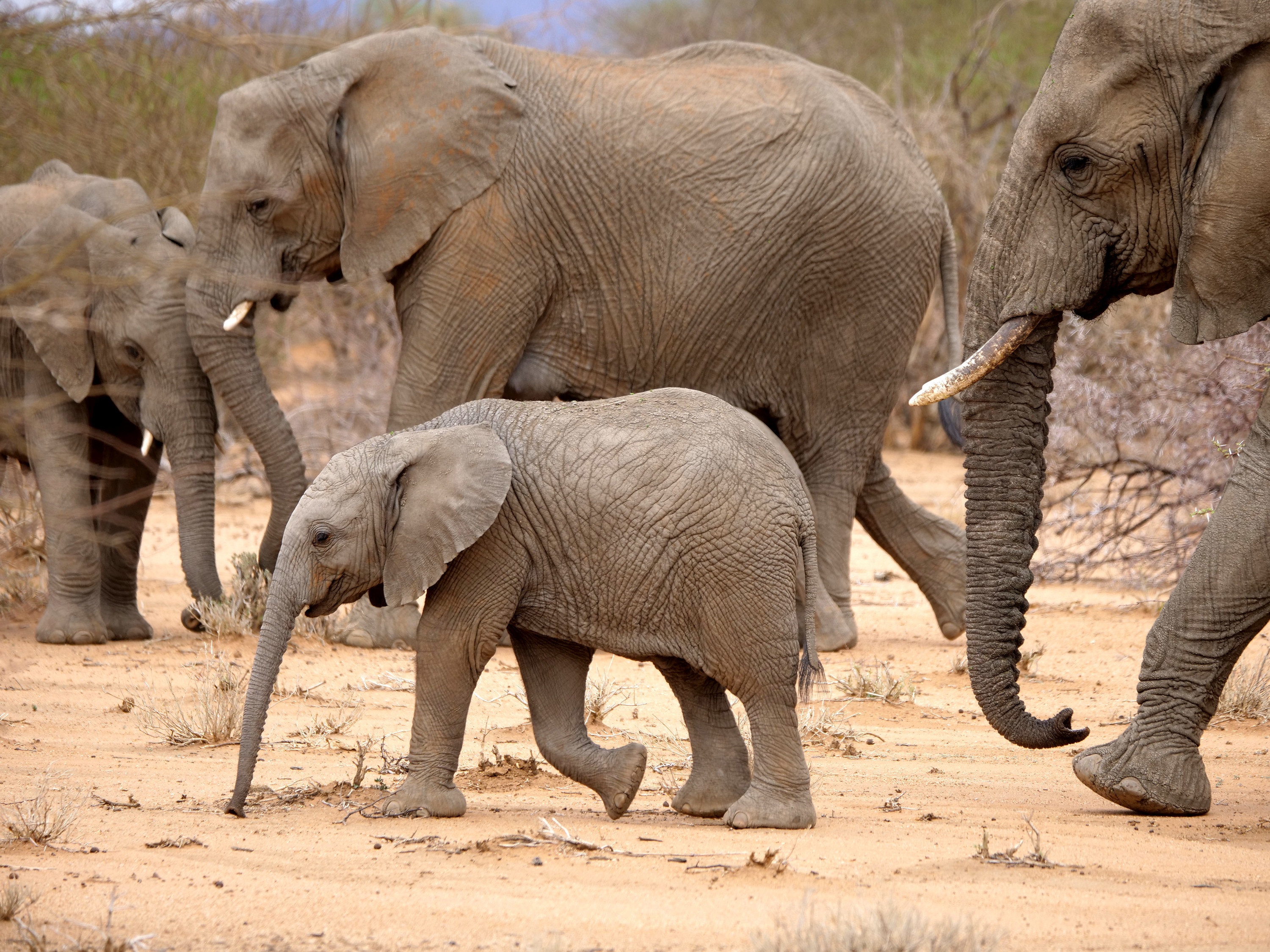 Ep103_ABabyElephantsStory_GrowingUpAnimal_45.jpg