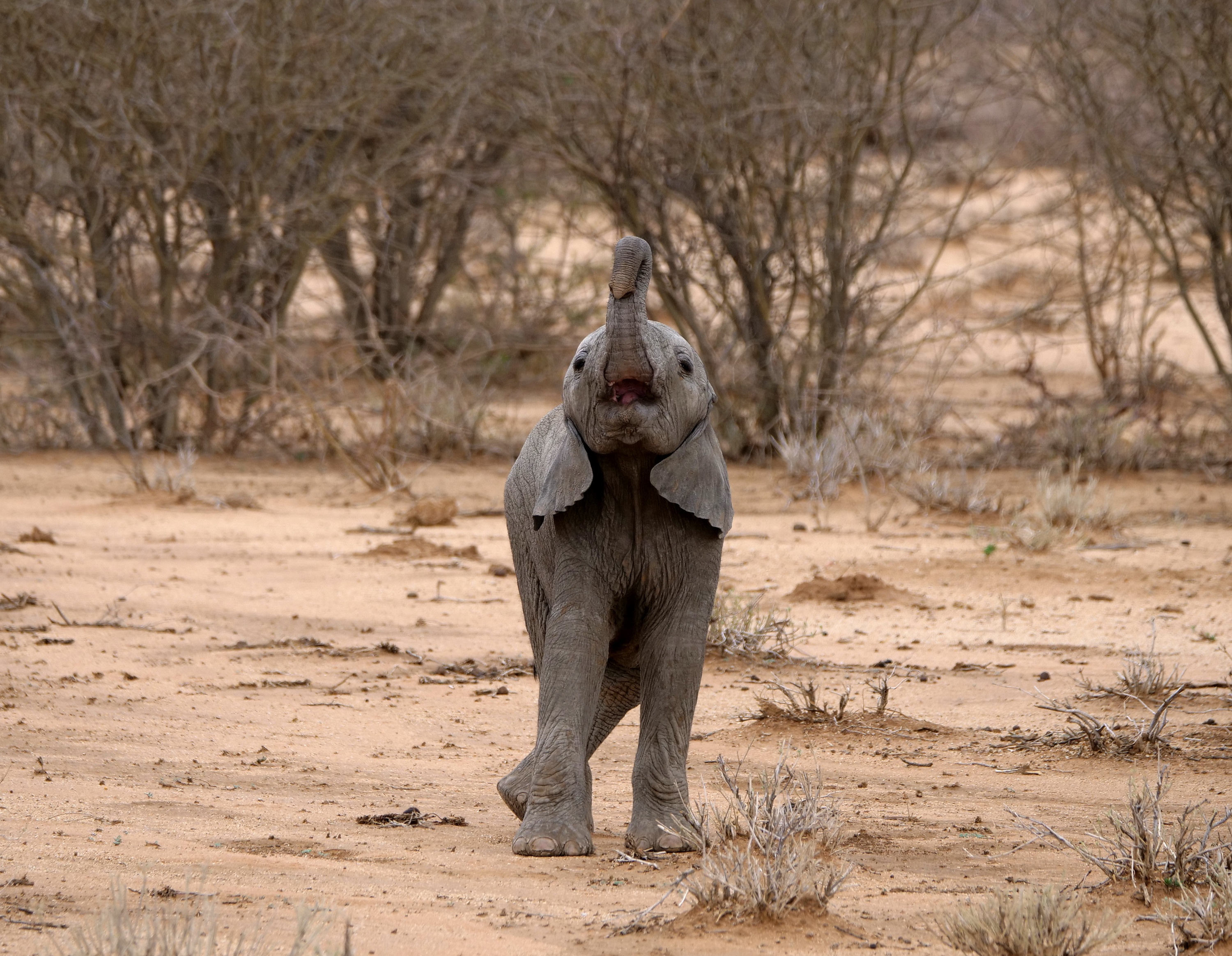 Ep103_ABabyElephantsStory_GrowingUpAnimal_48.jpg