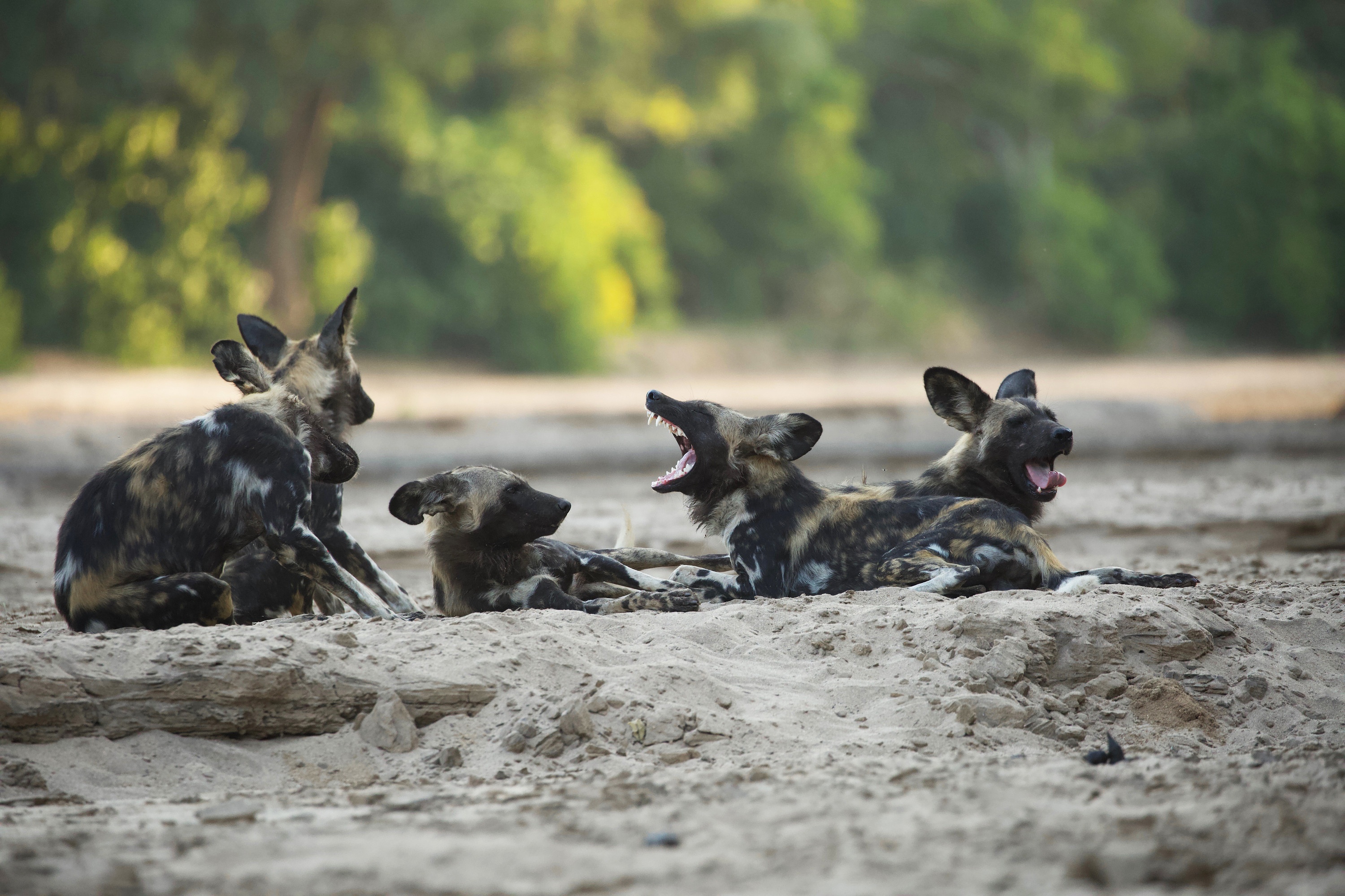 Ep104_ABabyWildDogsStory_GrowingUpAnimal_03.jpg
