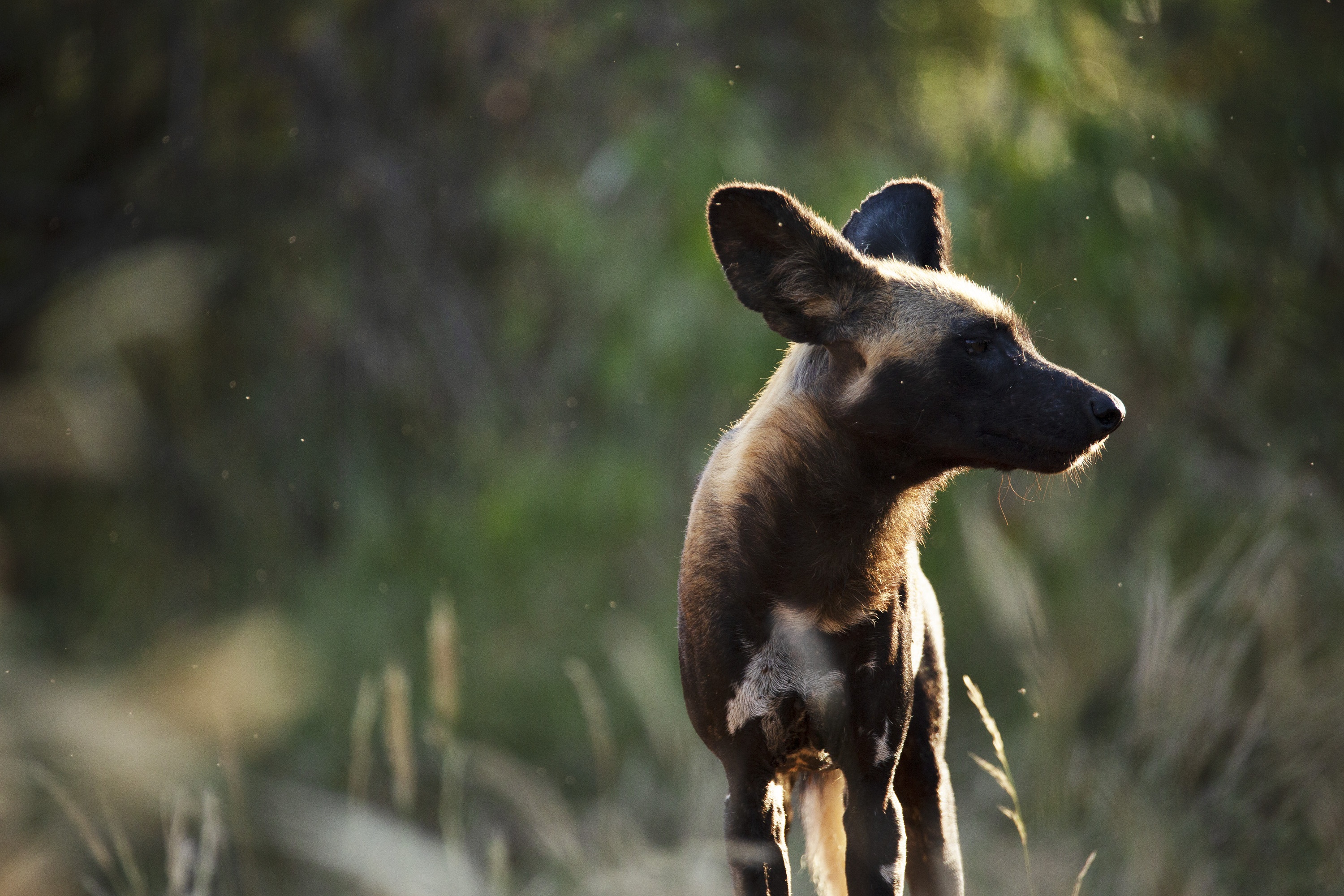 Ep104_ABabyWildDogsStory_GrowingUpAnimal_45.jpg