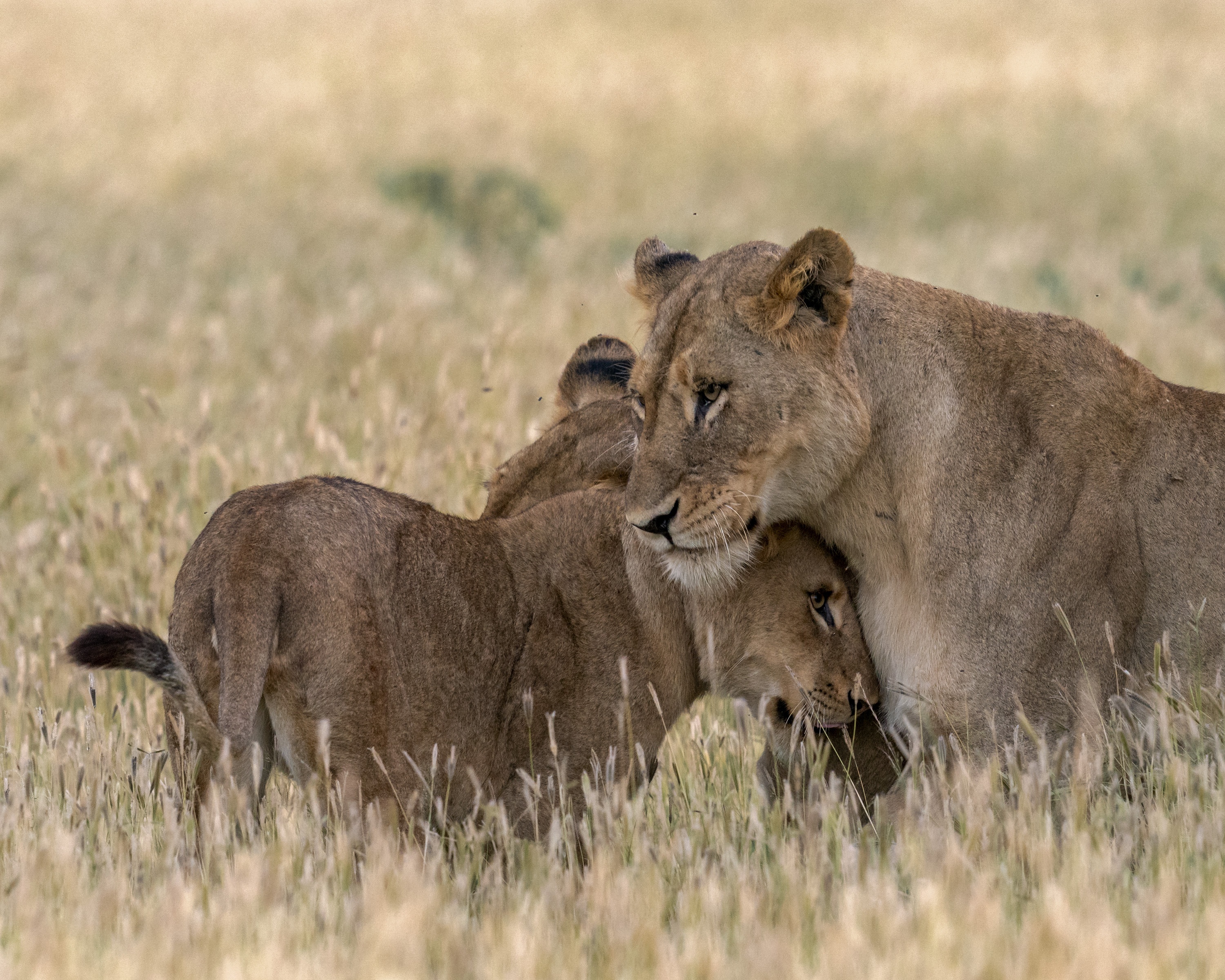 Ep105_ABabyLionsStory_GrowingUpAnimal_07.jpg