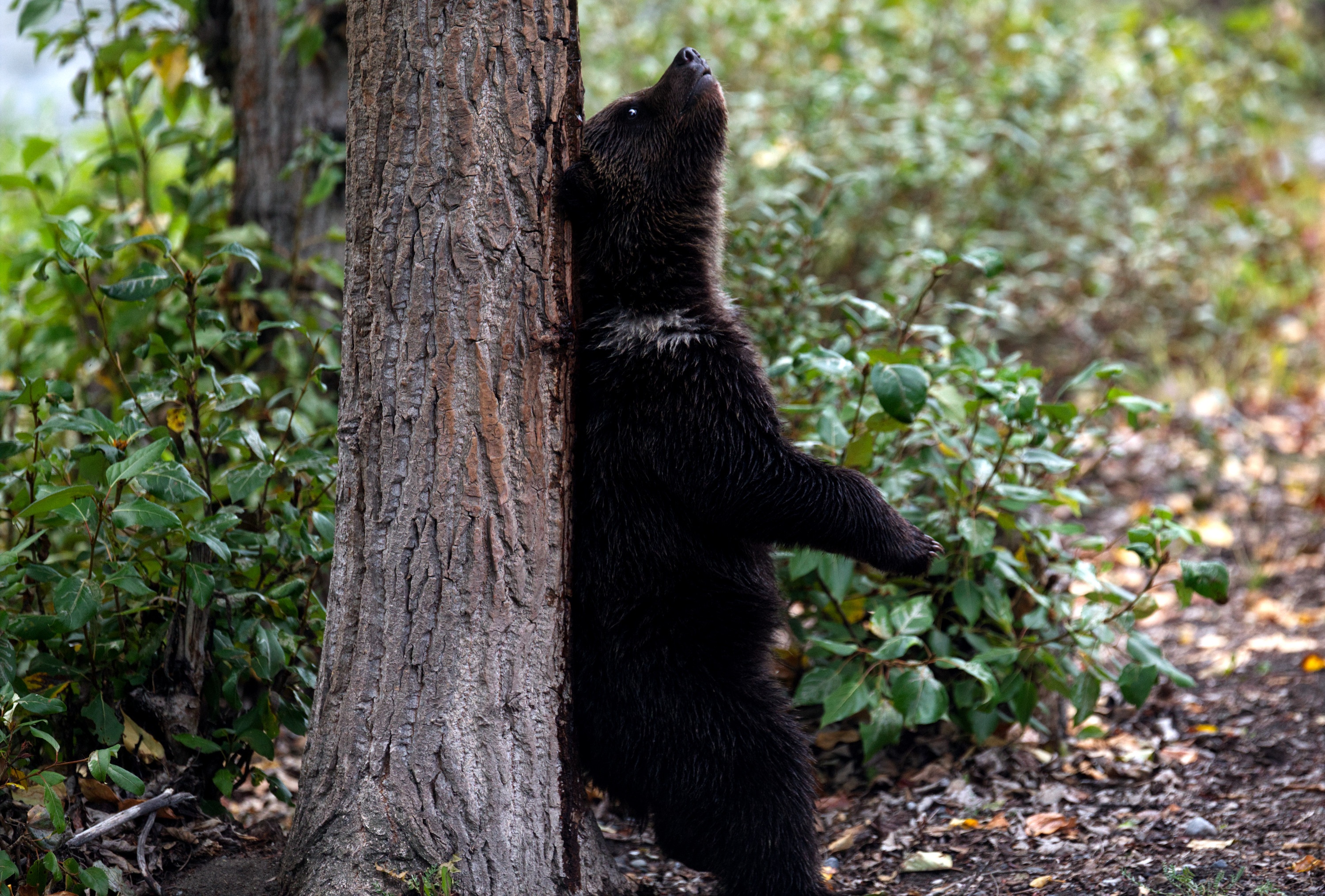 Ep106_ABabyGrizzlysStory_GrowingUpAnimal_44.jpg