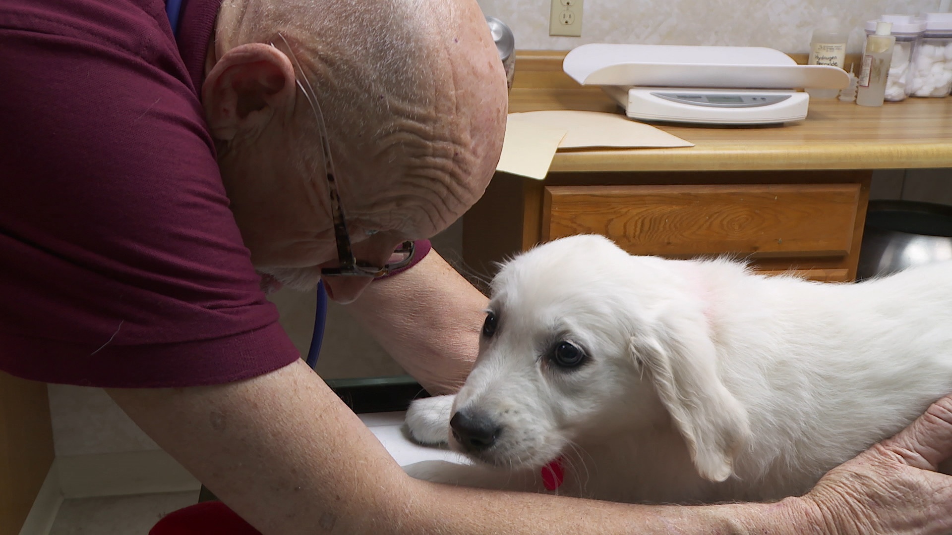 Dr Pol - Baby boom 3.jpg