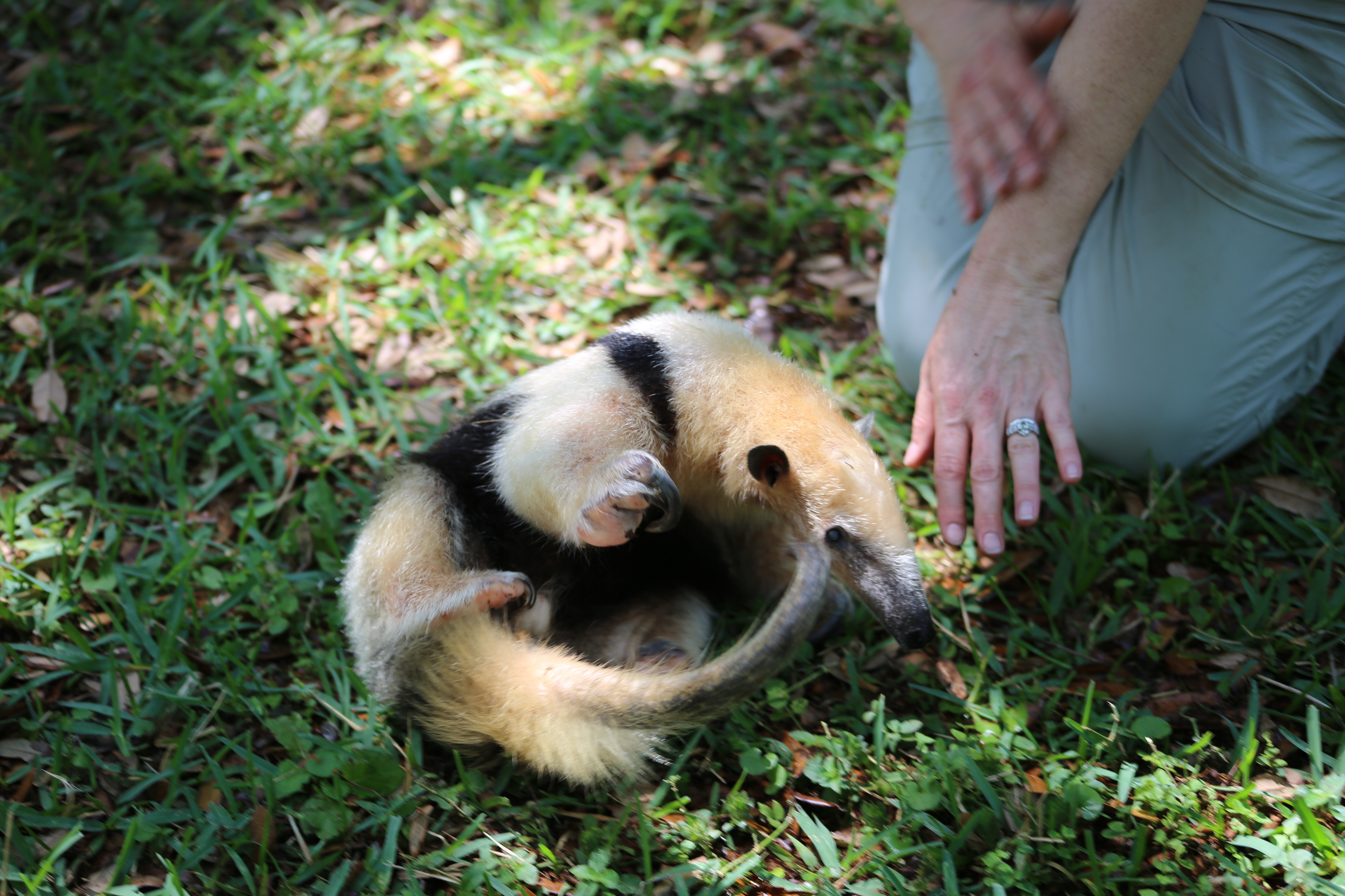 Au coeur du zoo - tampa 2.jpg