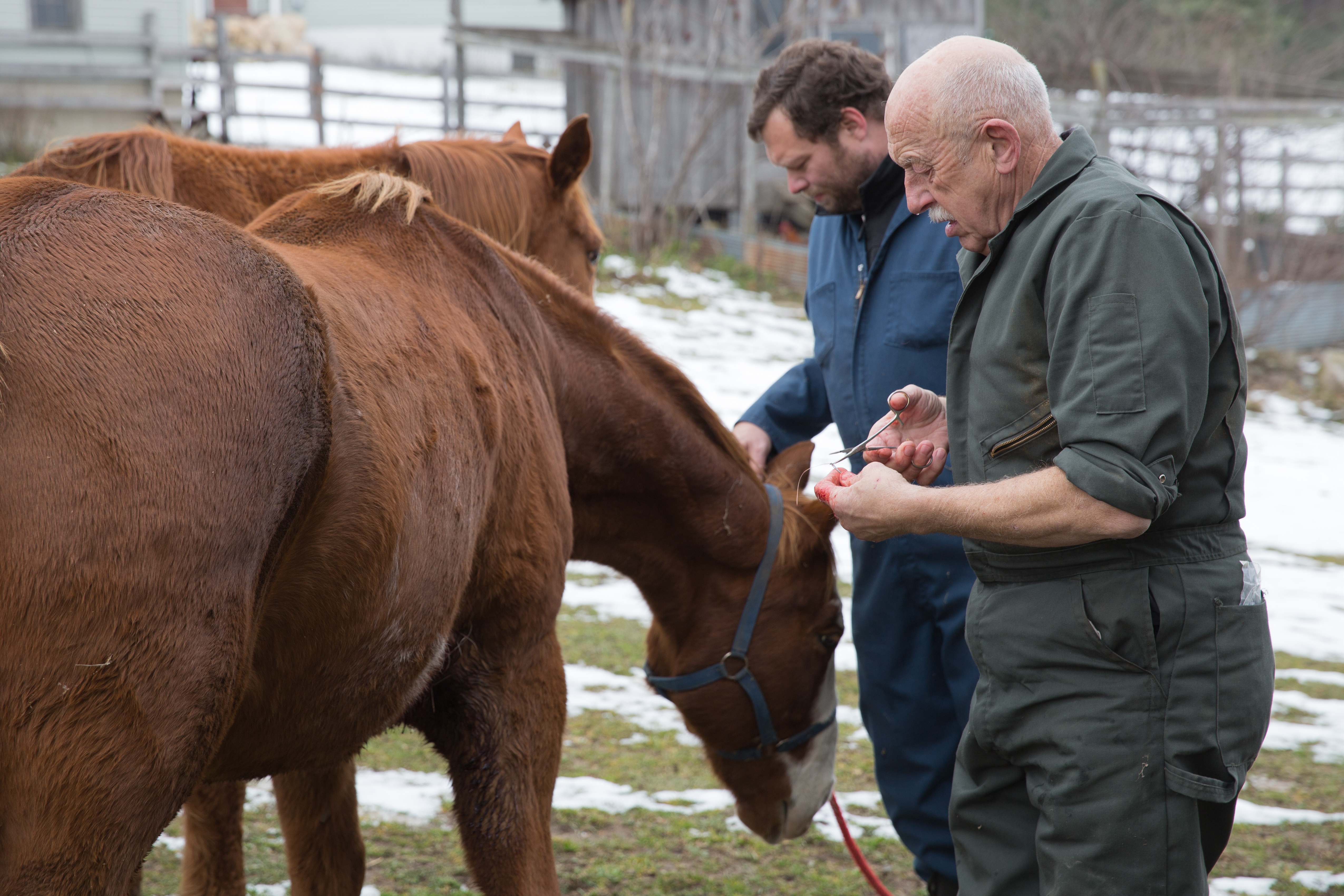 Dr Pol 1.jpg