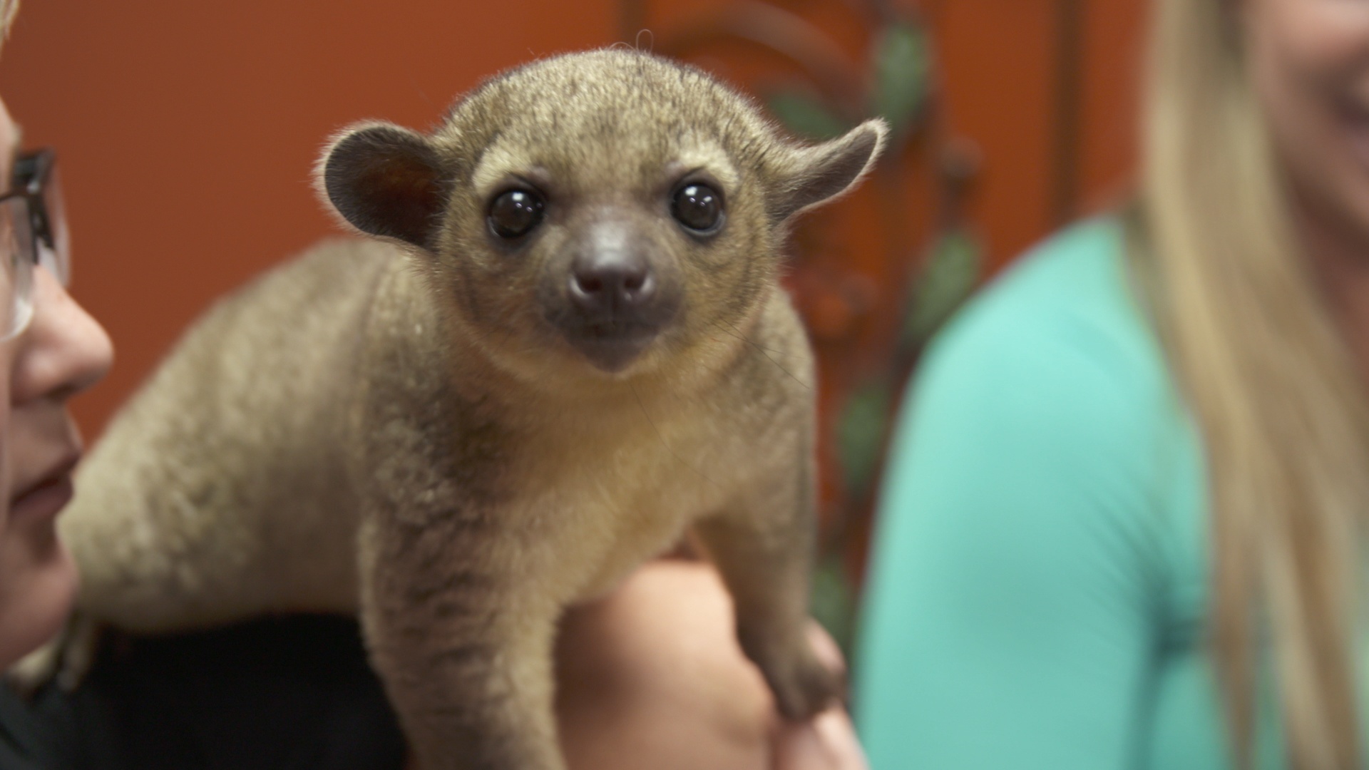 La clinique des animaux exotiques - Lapin royal '.jpg