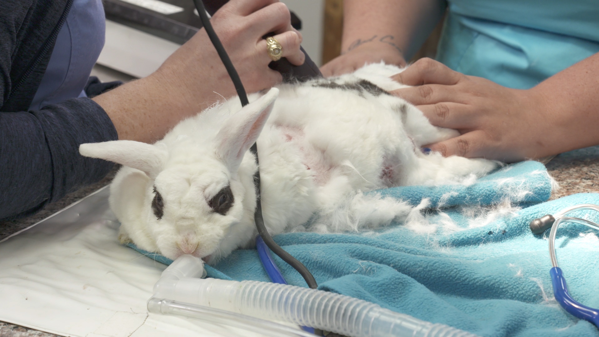 La clinique des animaux exotiques - Lapin royal 4.jpg