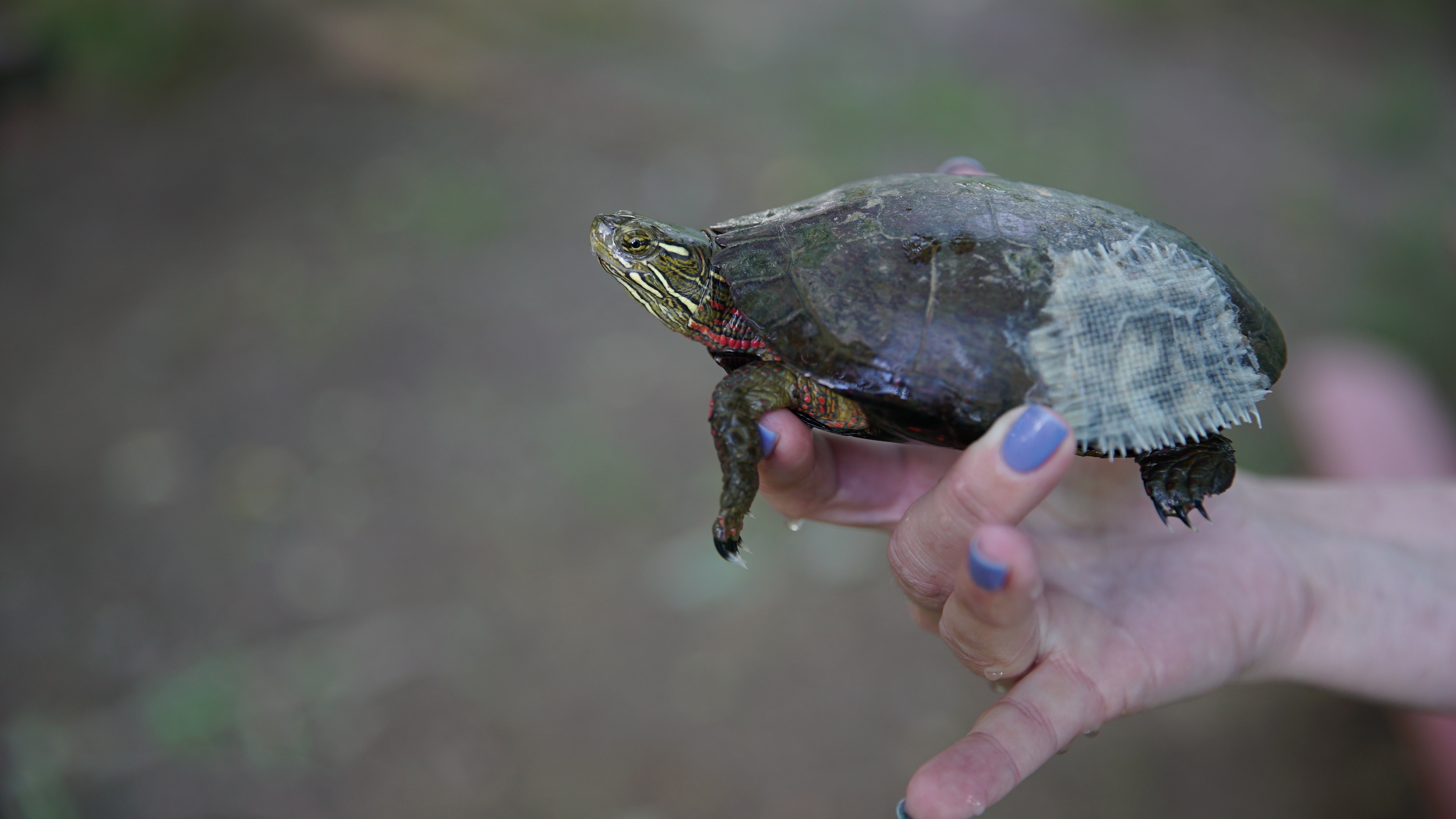 Le refuge du bonheur - Tortue en détresse 2.jpg