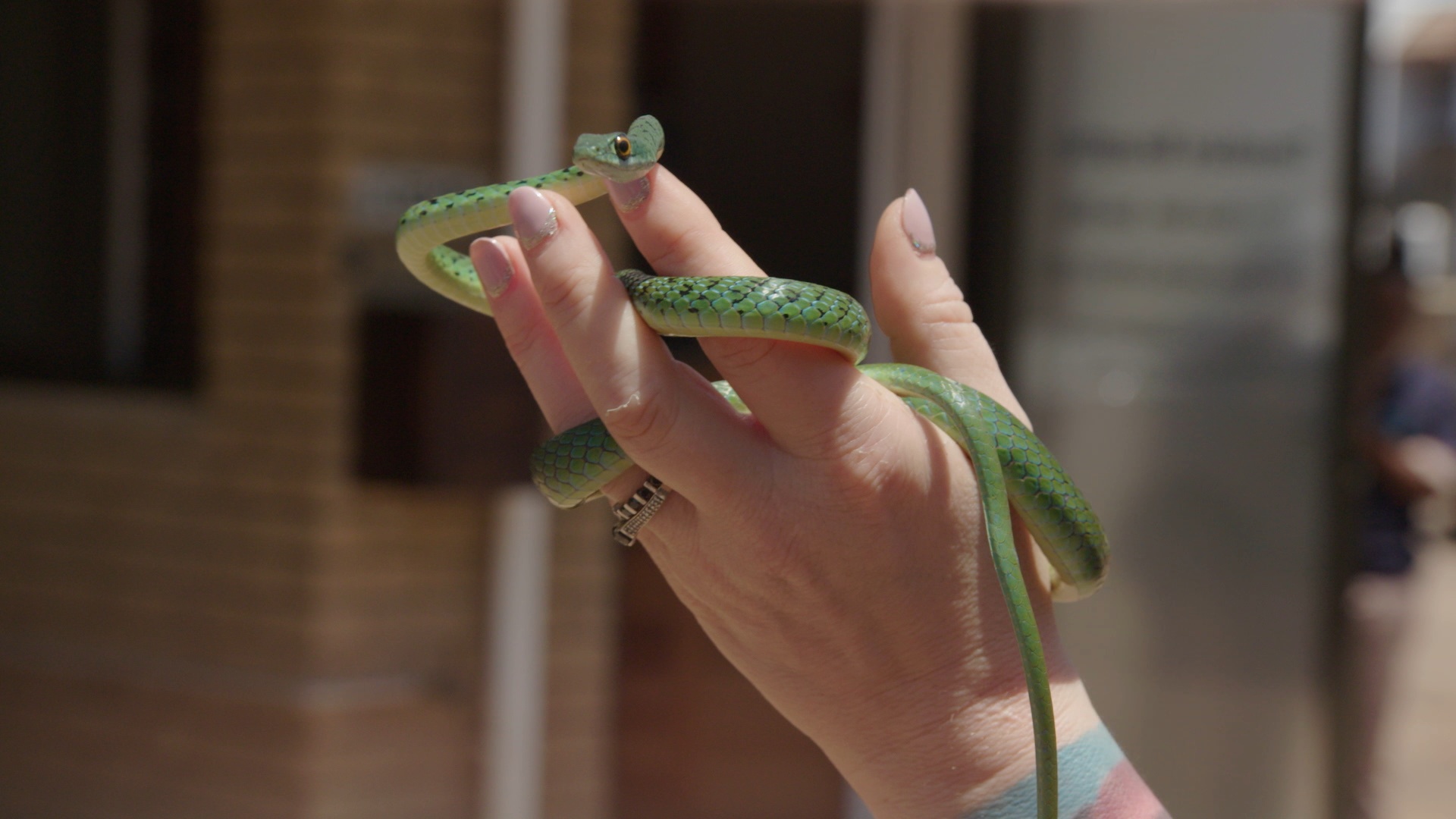 Snakes In The City - L’été des mambas noirs 4.jpg