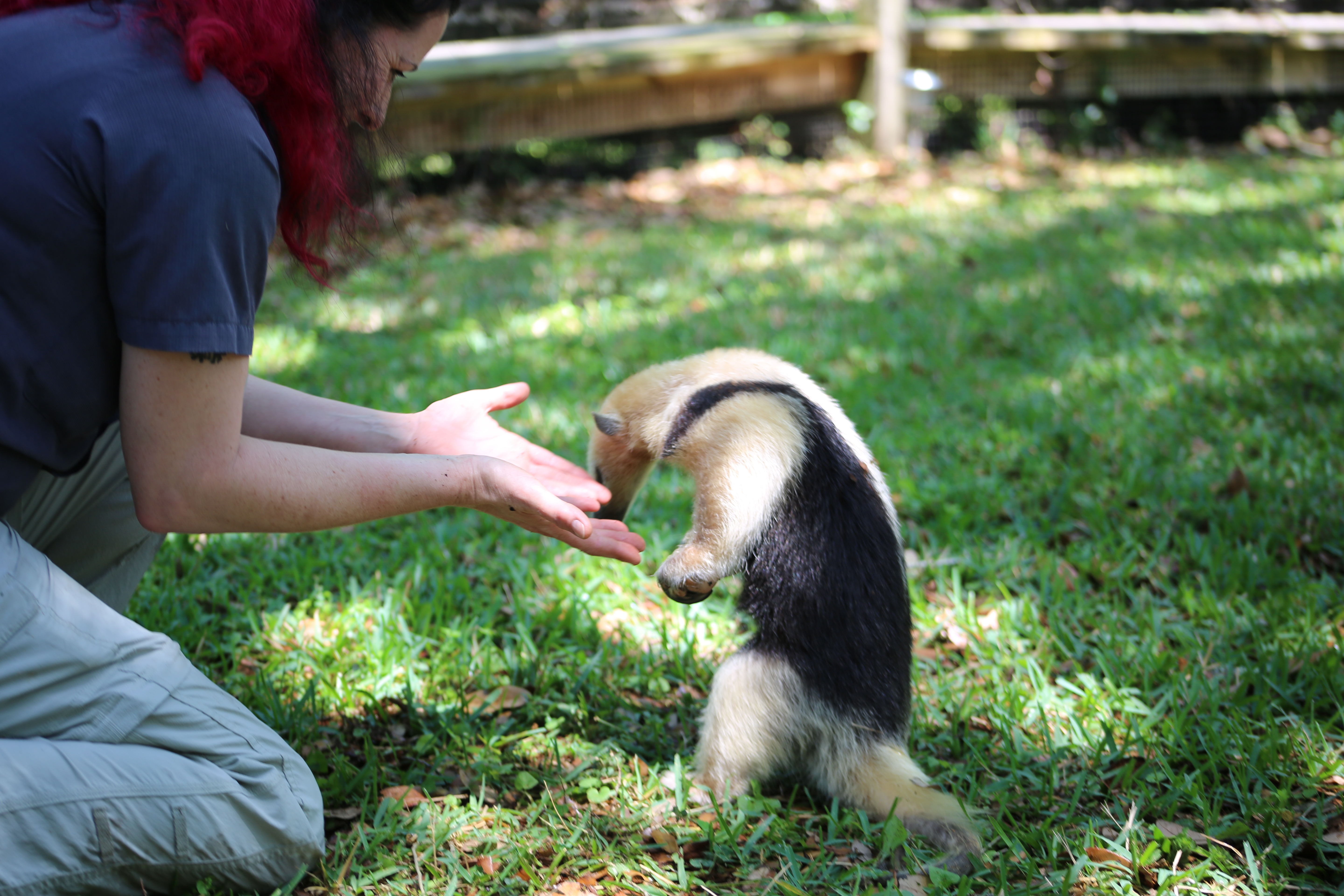 Au coeur du Zoo 2.jpg