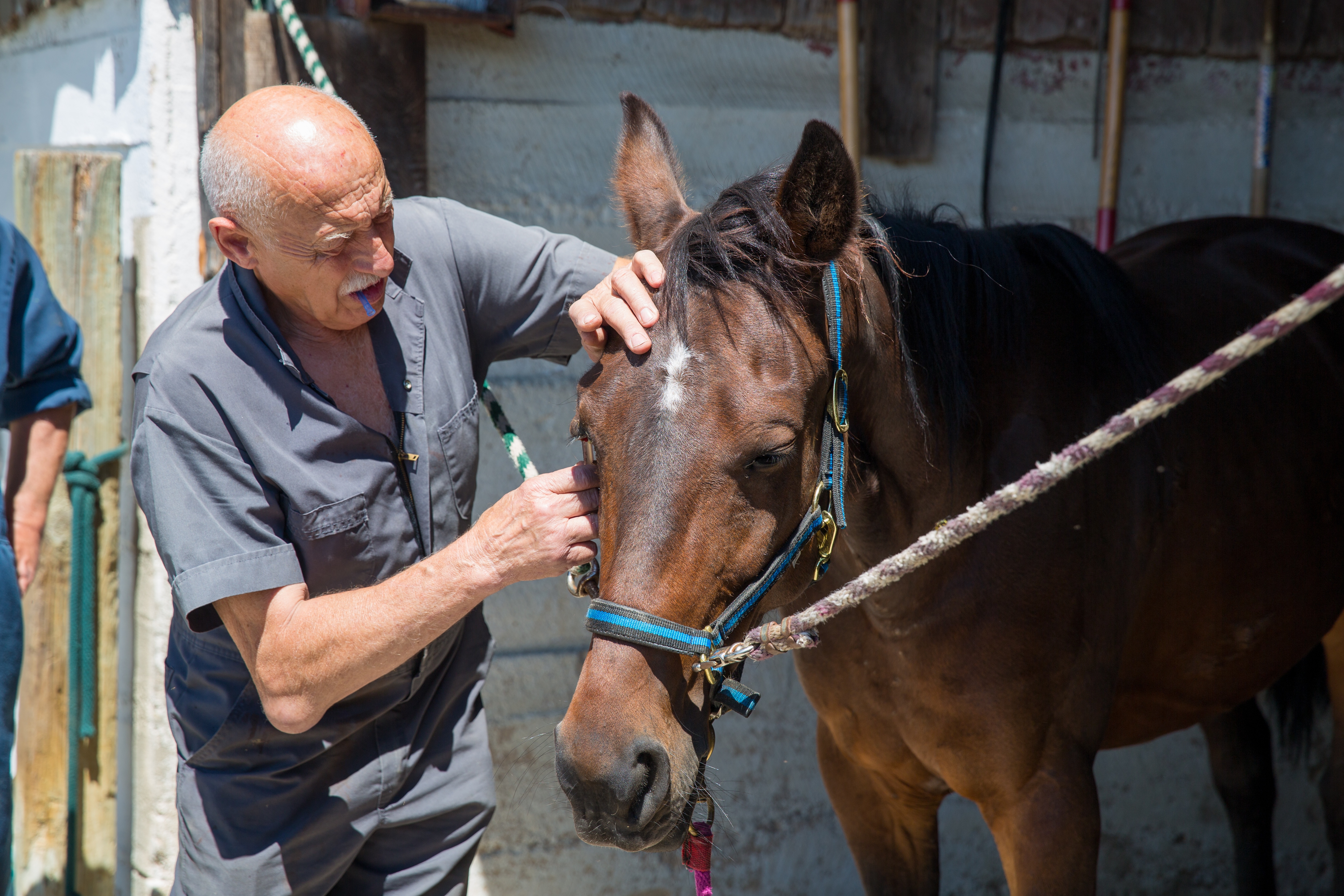 L'incroyable Dr Pol - Cheval amish 1.jpg