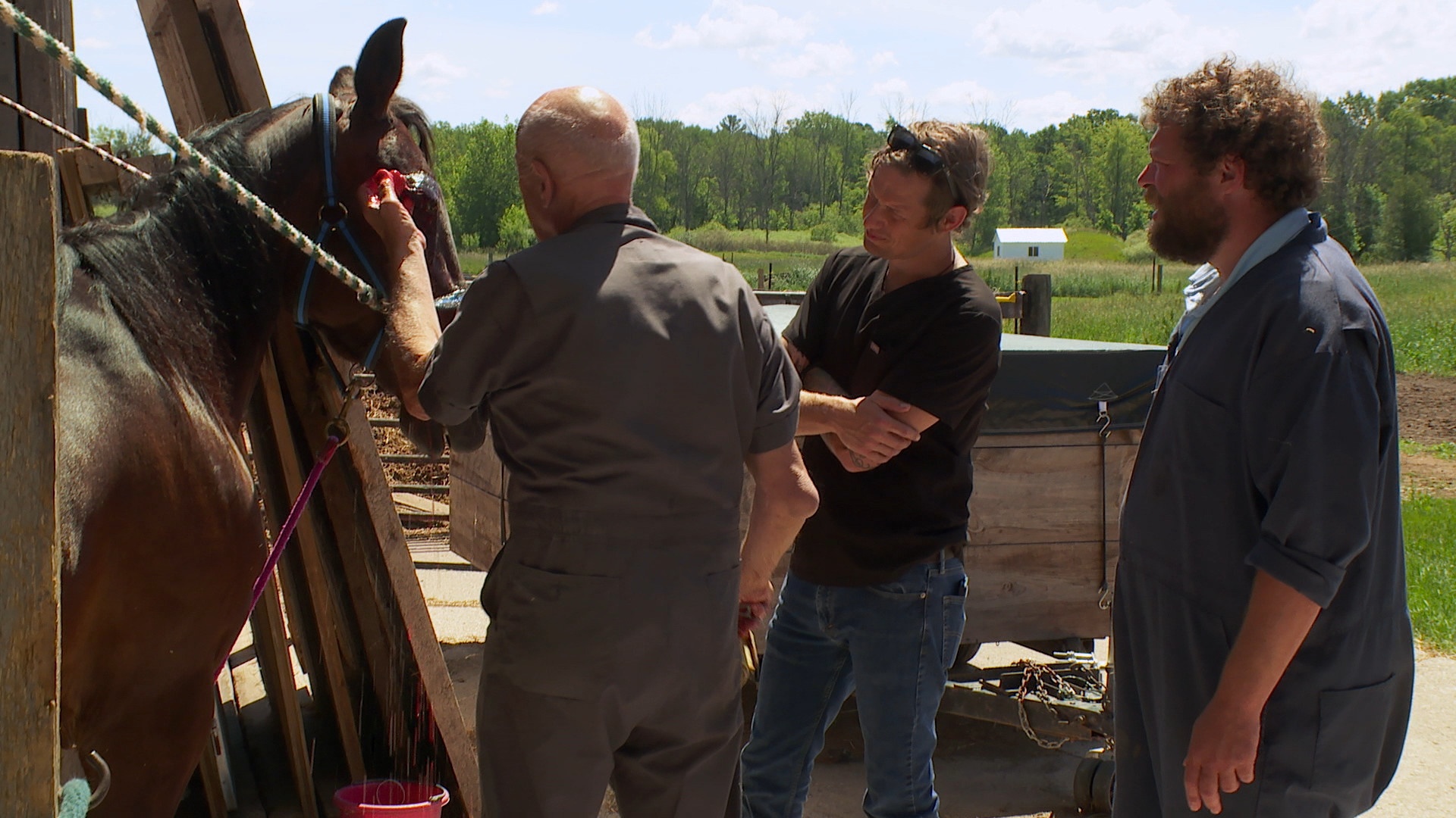 L'incroyable Dr Pol - Cheval amish 4.jpg