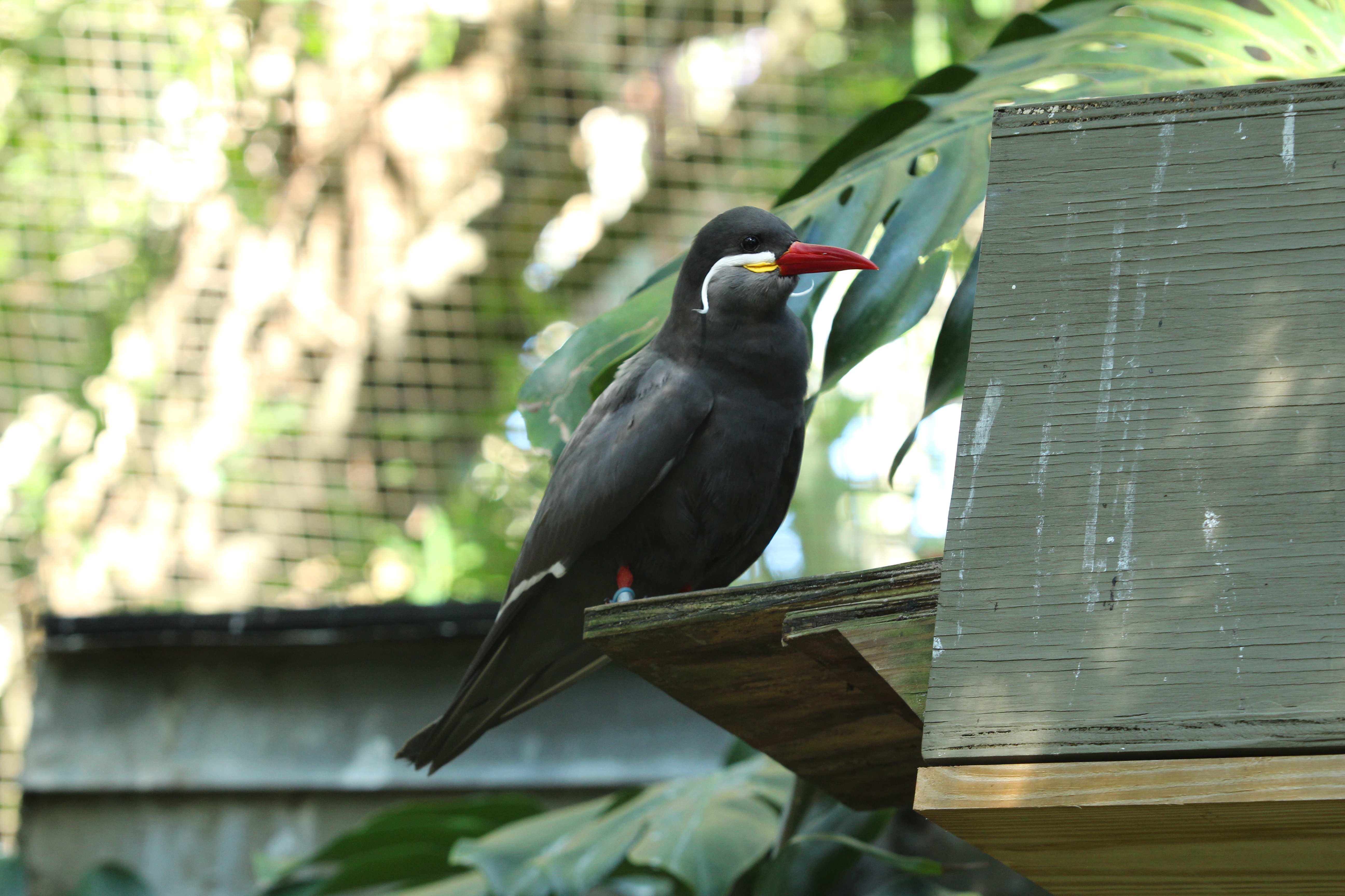 Secrets of The Zoo -  Tampa 2.jpg