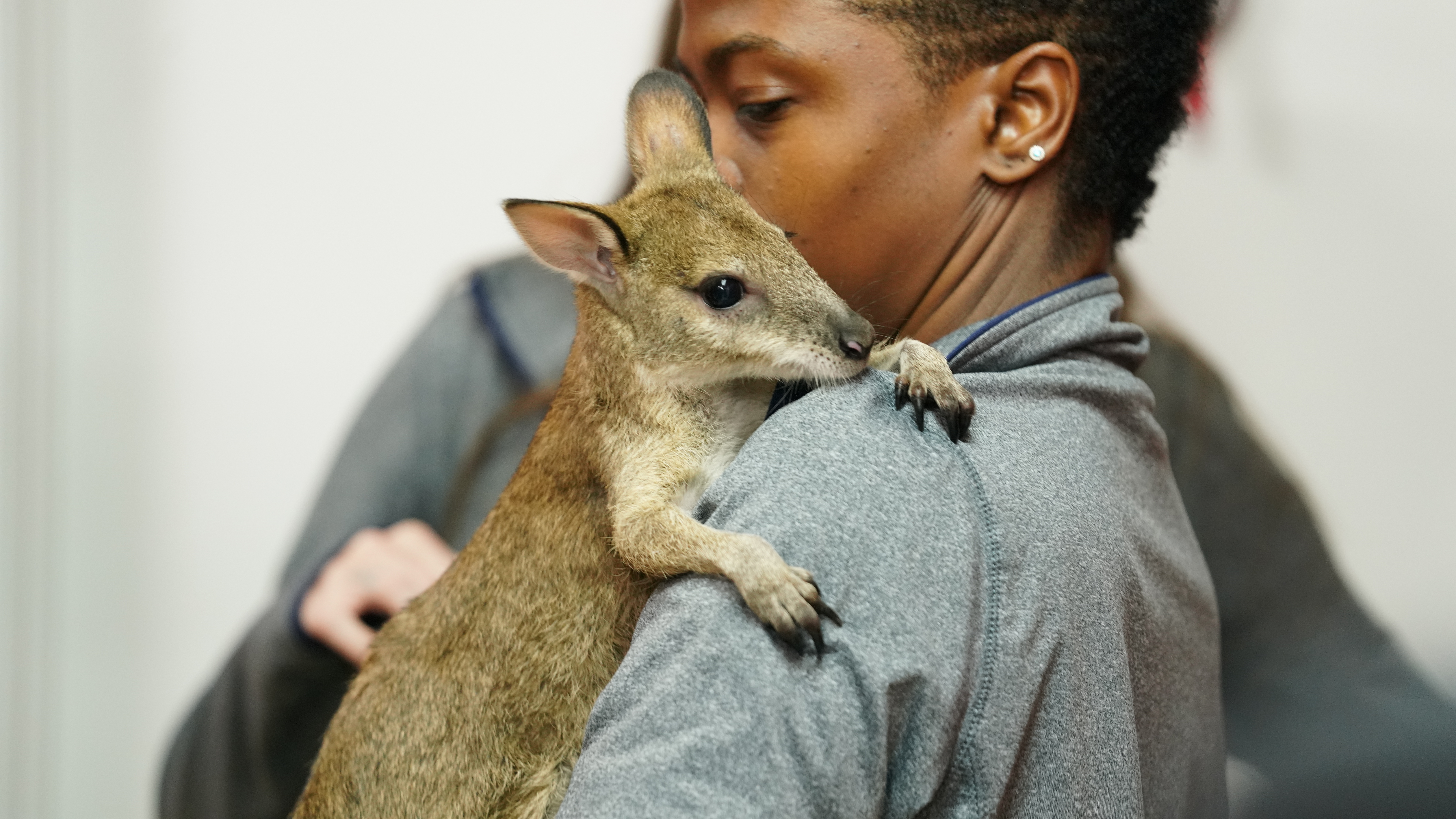 La clinique des animaux exotiques - Bébé Wallaby 1.jpg