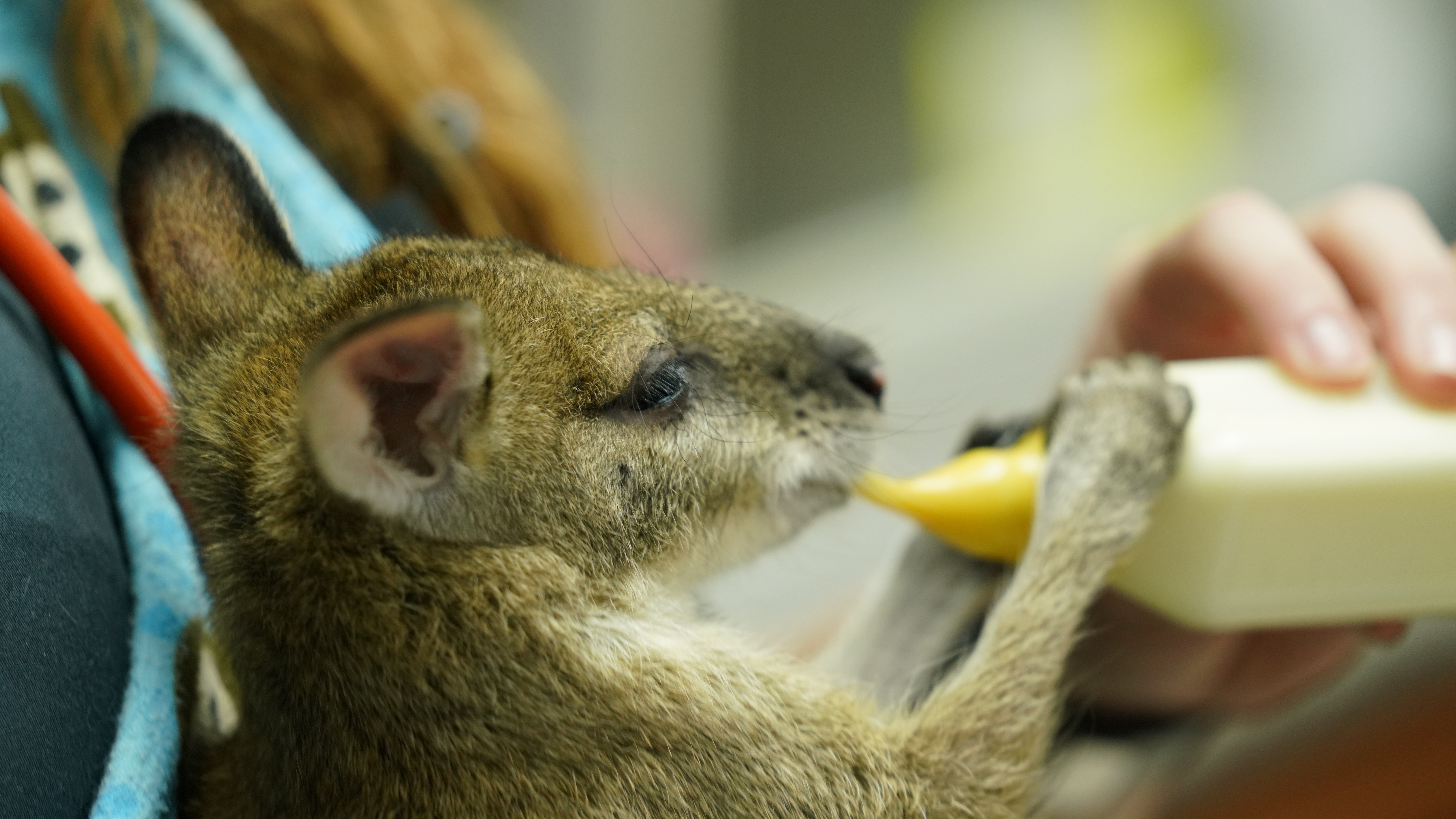 La clinique des animaux exotiques - Bébé Wallaby 3.jpg