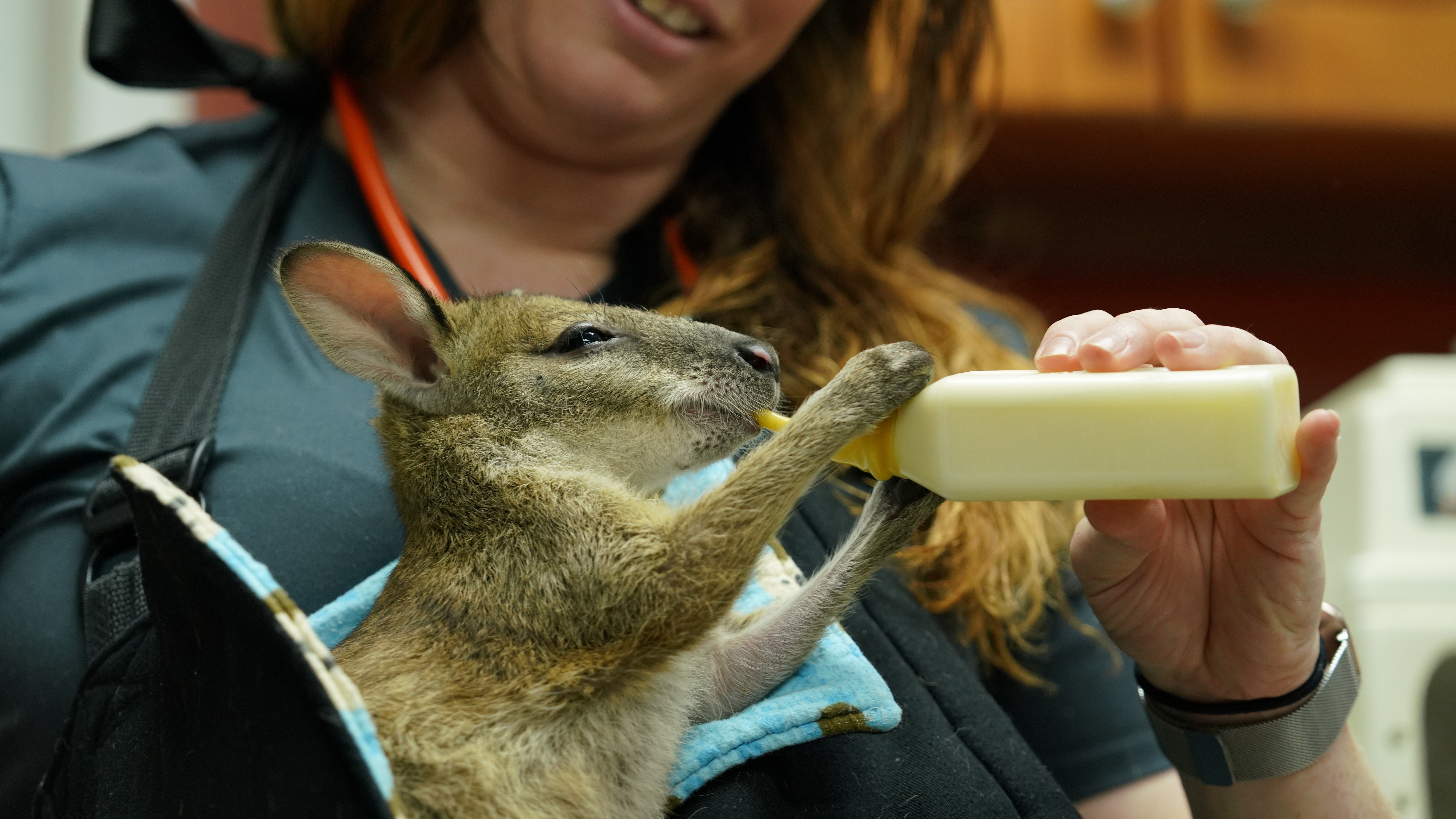 La clinique des animaux exotiques - Bébé Wallaby4.jpg
