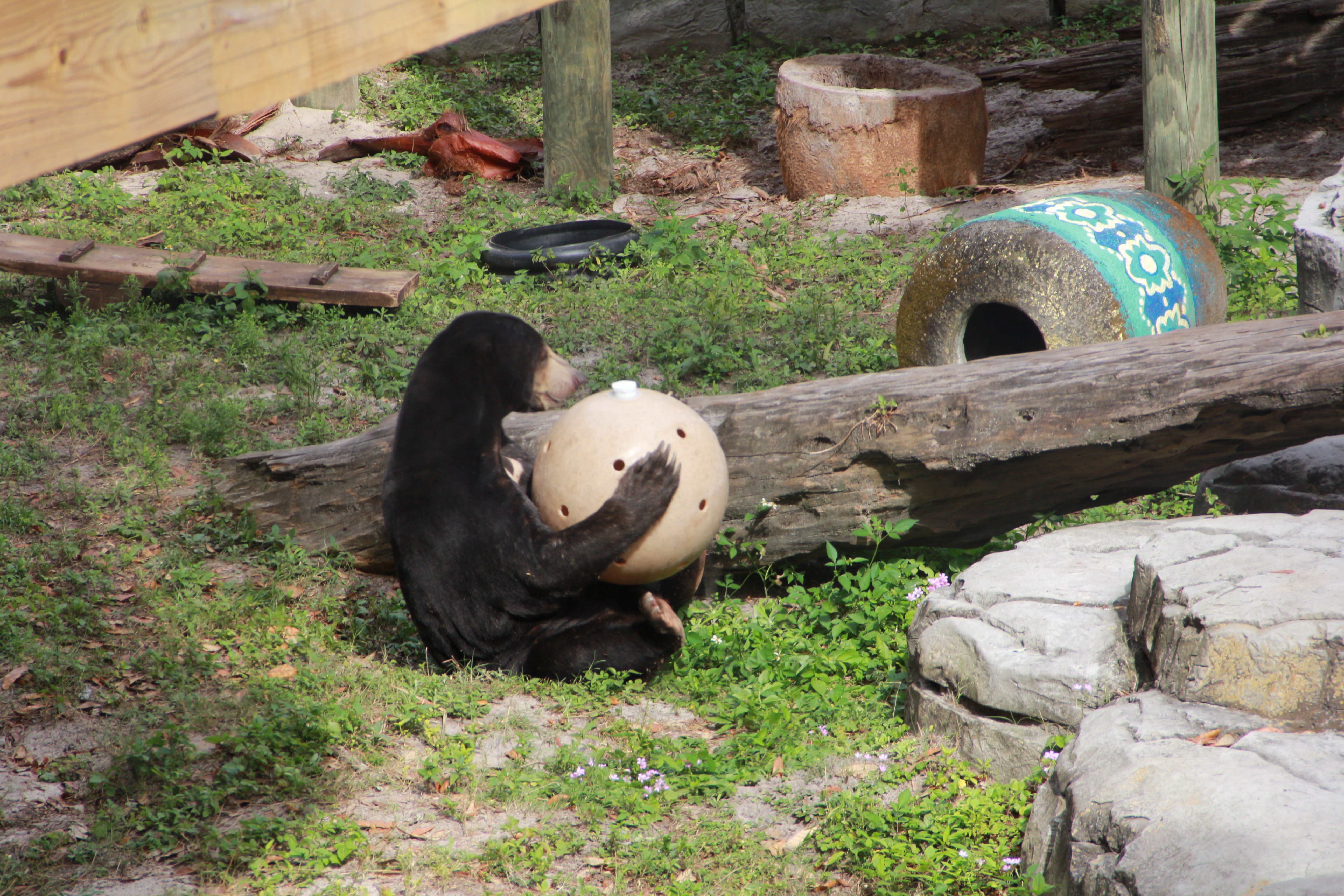 Au coeur du zoo Tampa 2.JPG