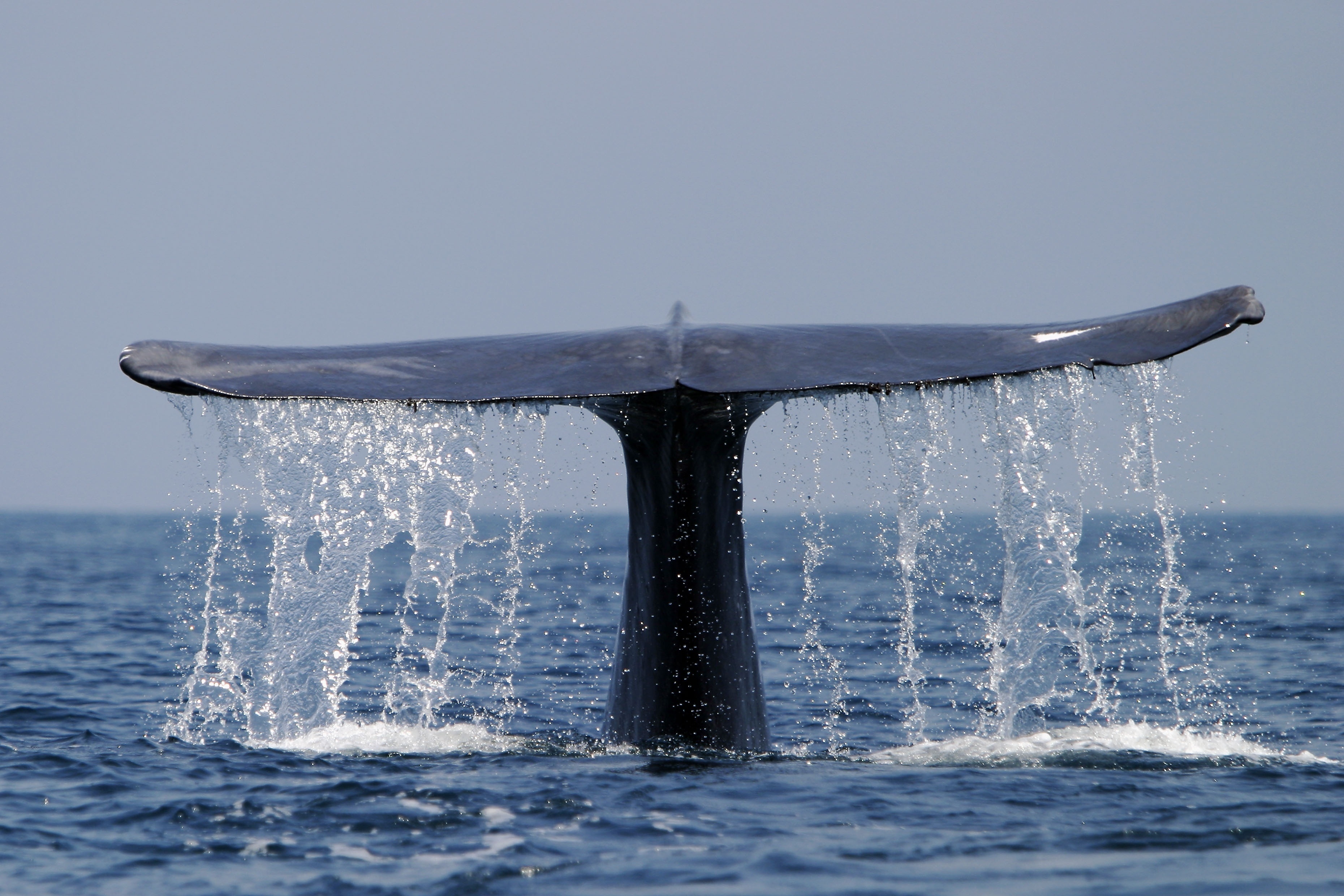 Le royaume de la baleine bleue 4.JPG