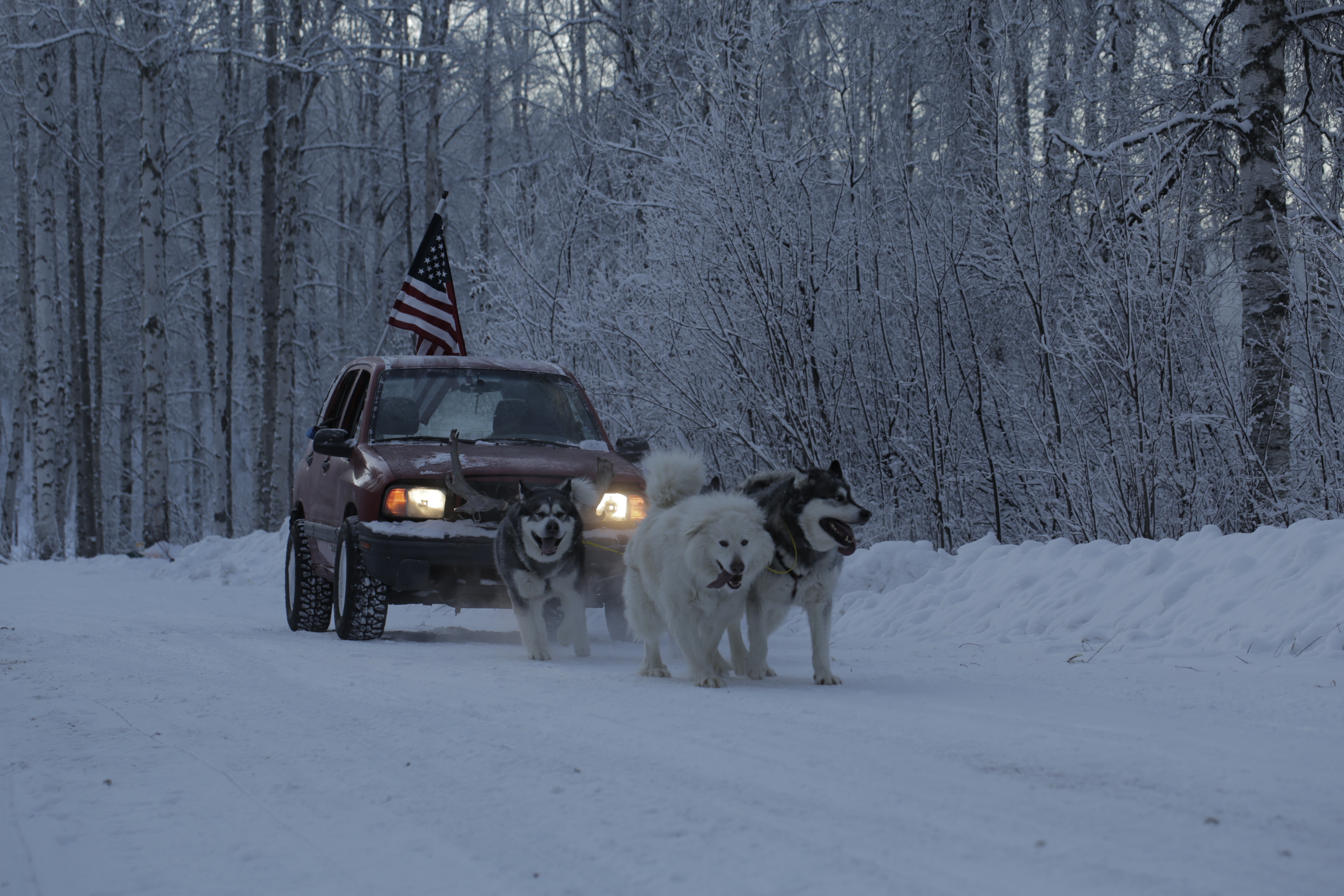 Alaska - Nouvelle vie - À l’état sauvage 6.jpg