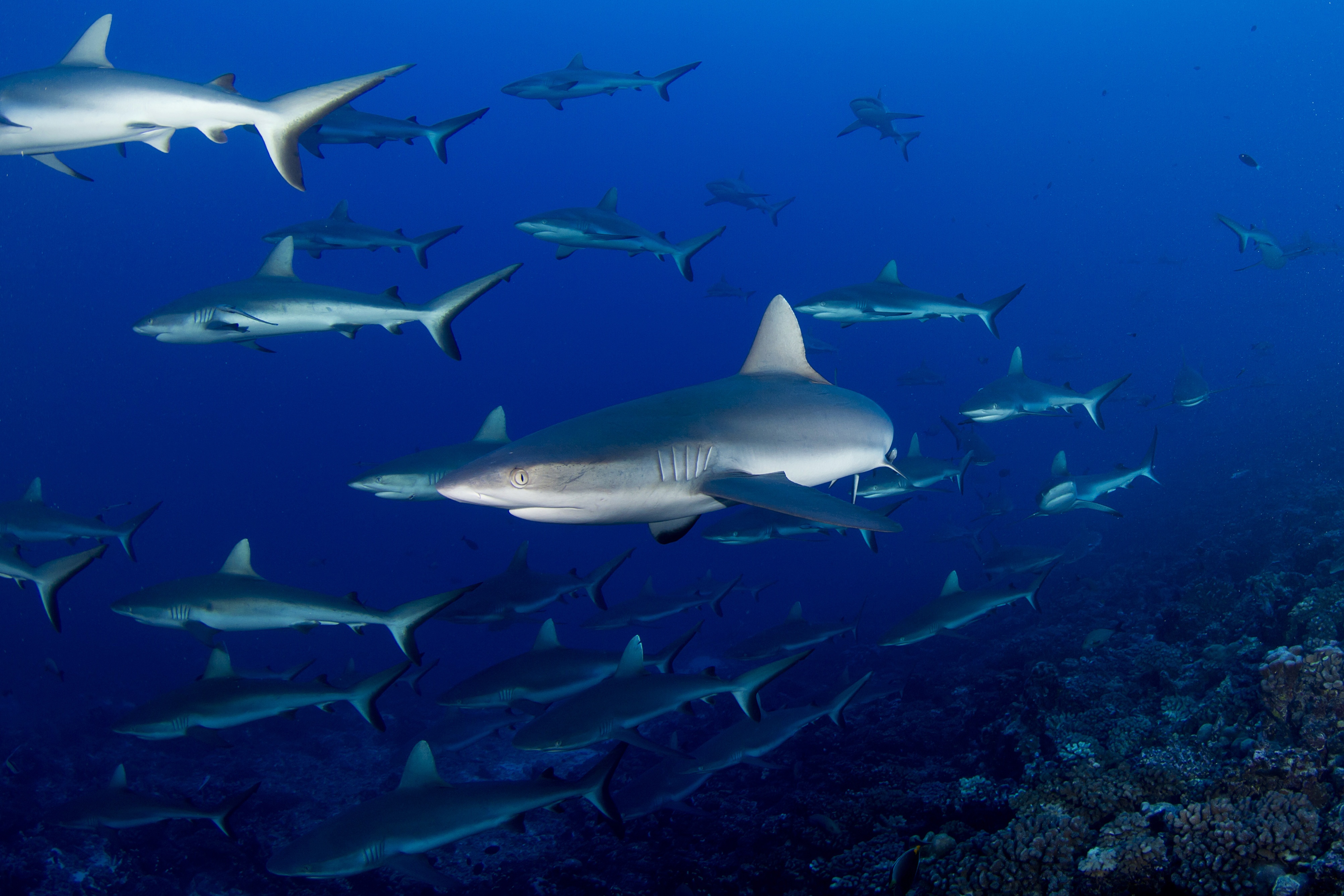 Cameraman en danger - Face au requin 1.jpg