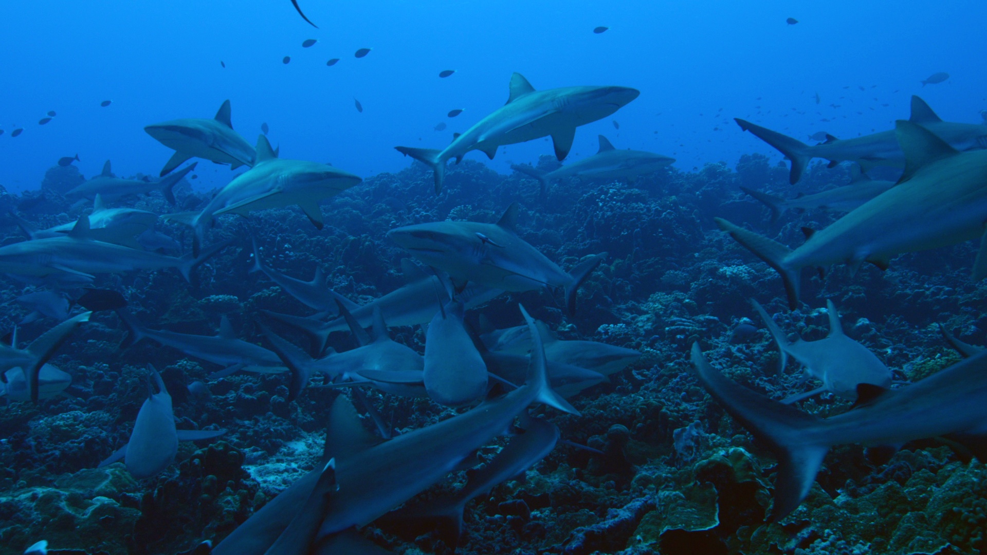 Cameraman en danger - Face au requin 5.jpg