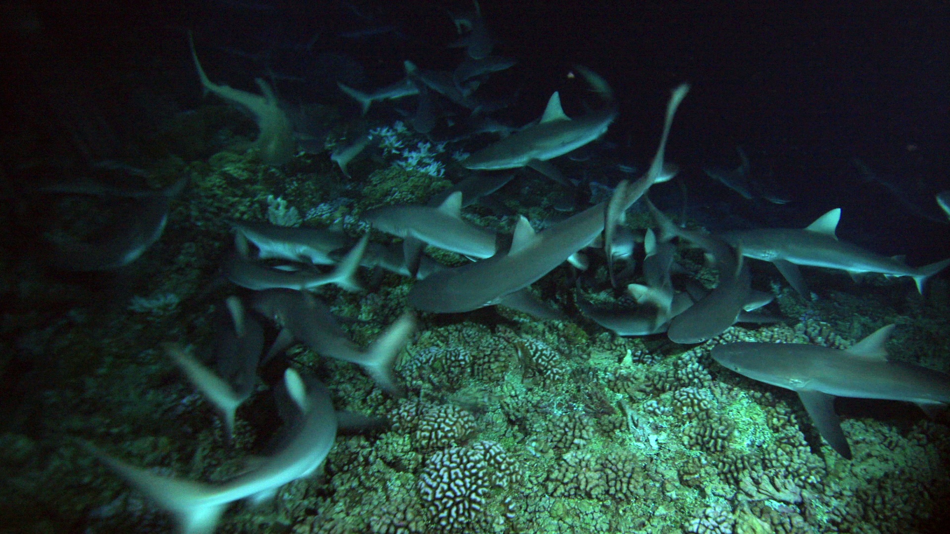 Cameraman en danger - Face au requin 6.jpg