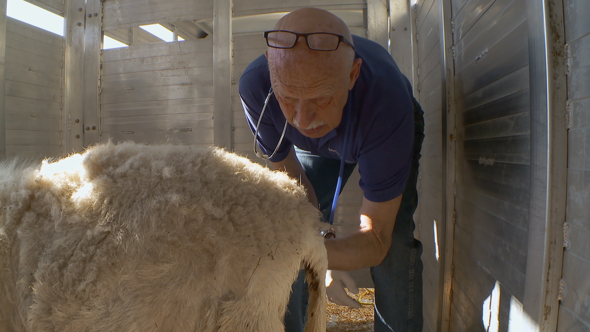 L'incroyable Dr Pol - Trois vétos et un couffin 3.jpg