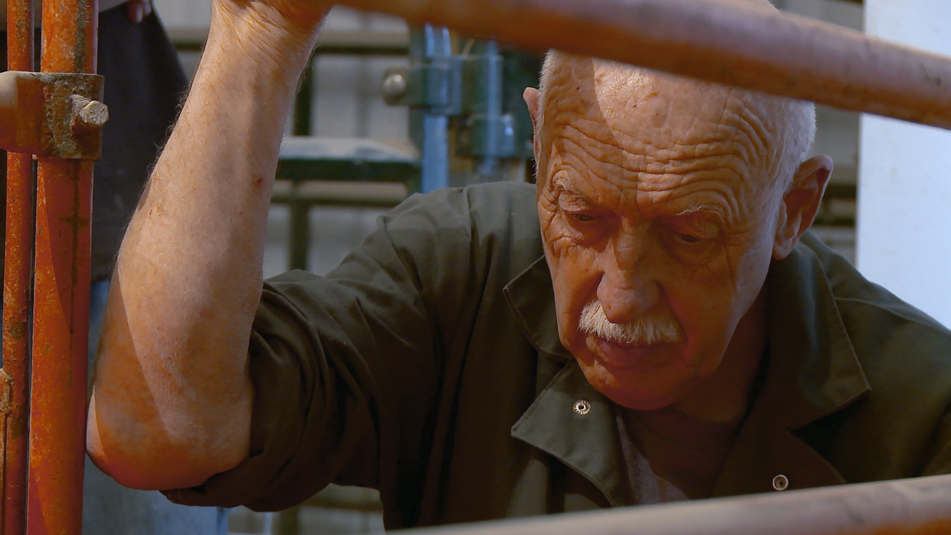 L'incroyable Dr Pol : À veaux marques.jpg