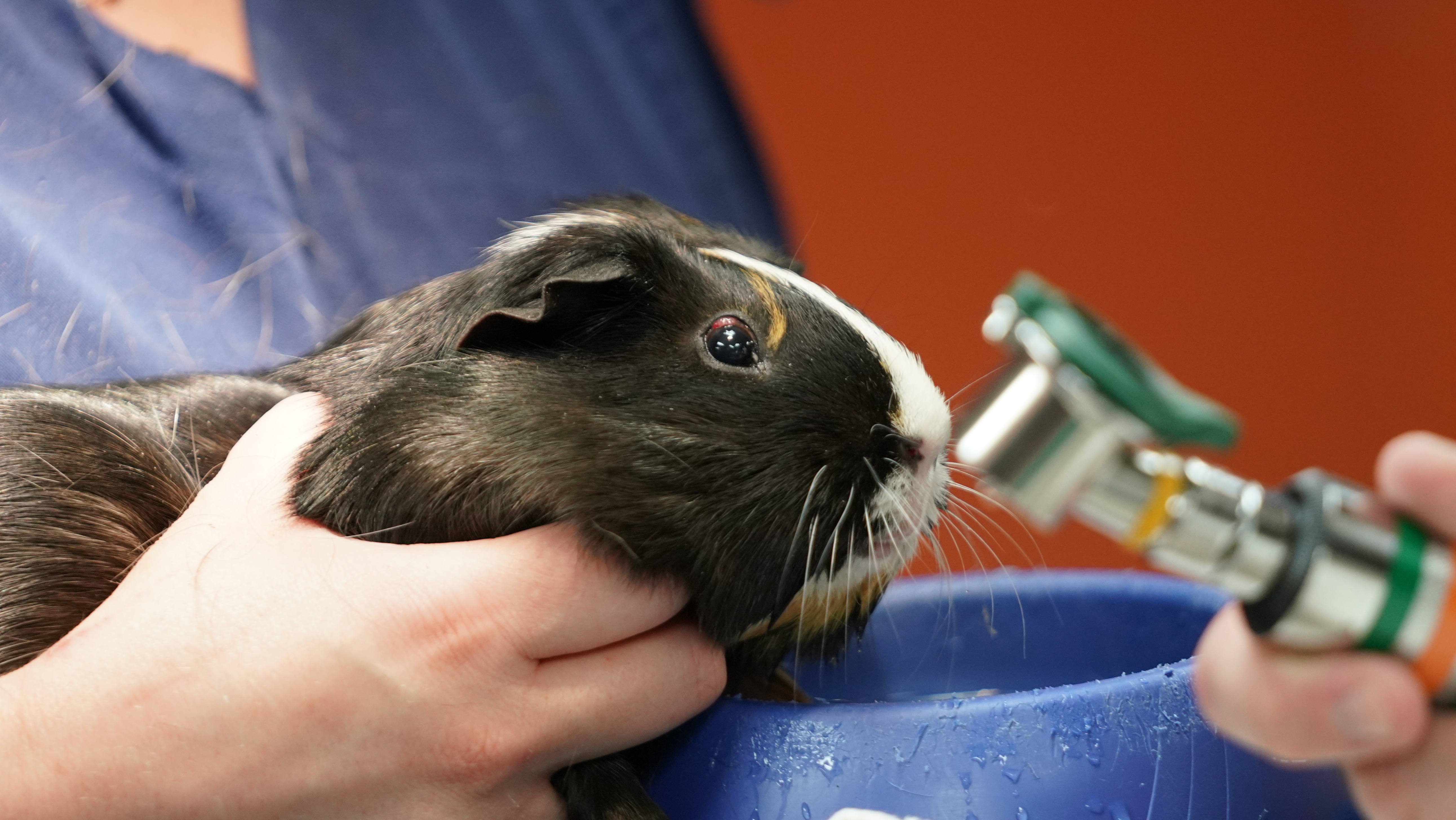 La clinique des animaux exotiques 3.jpg