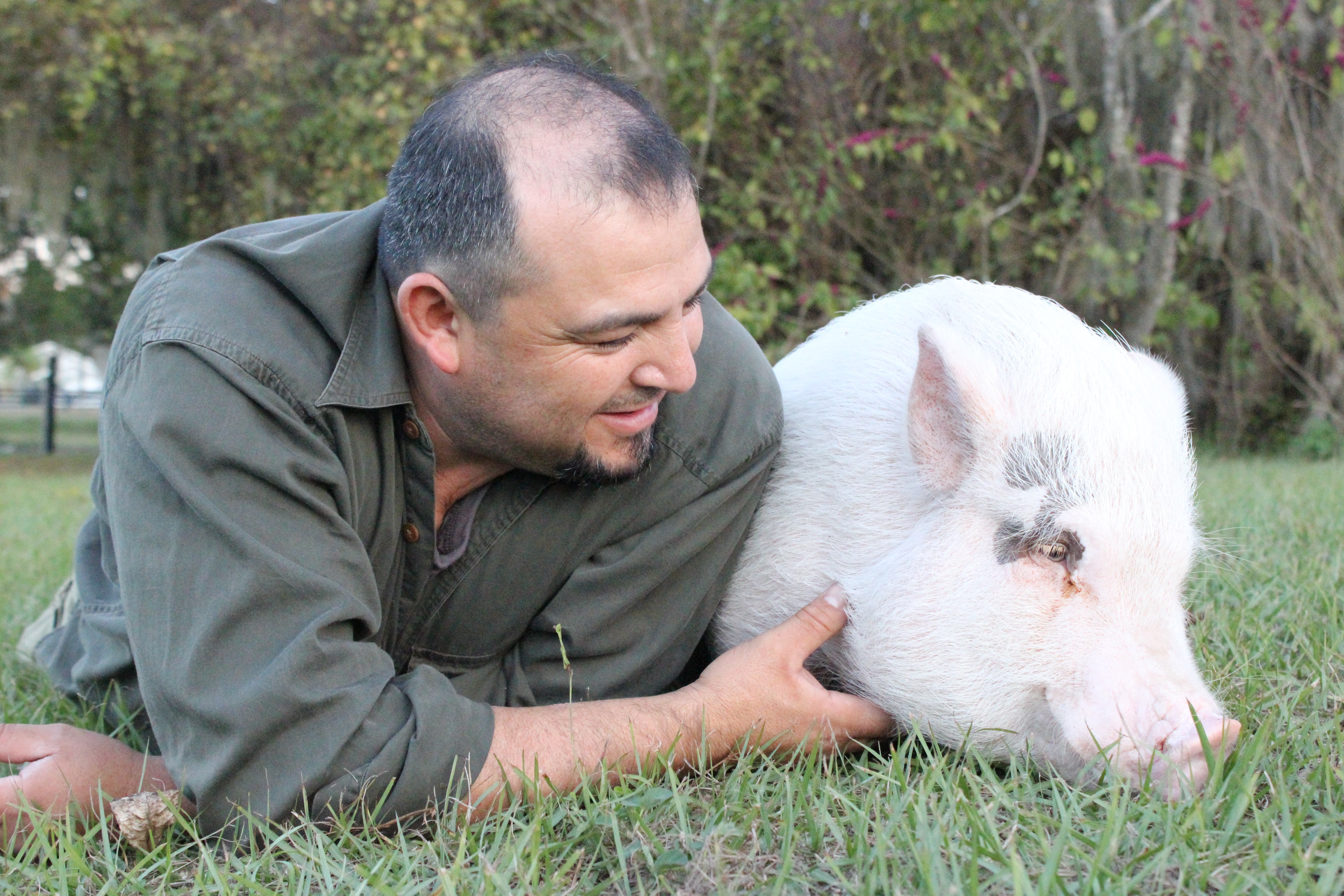 Drôles d'amis - Un mouton garde du corps.jpg