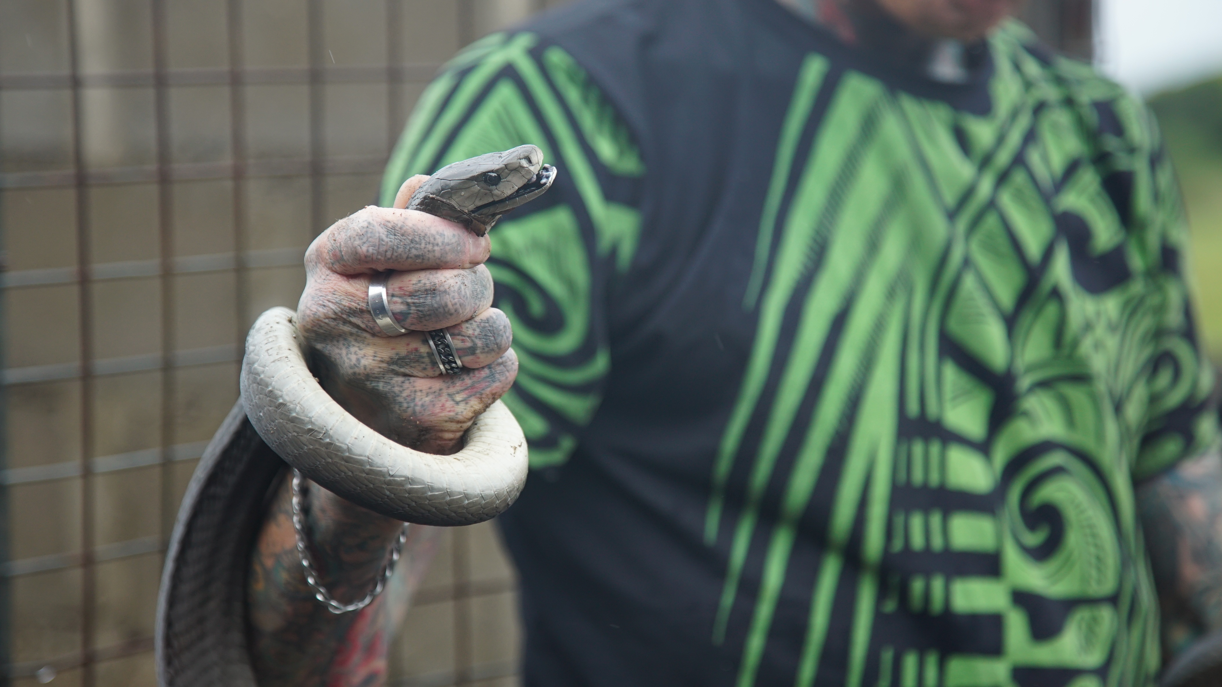 Snakes In The City - Un orage de serpents 1.jpg