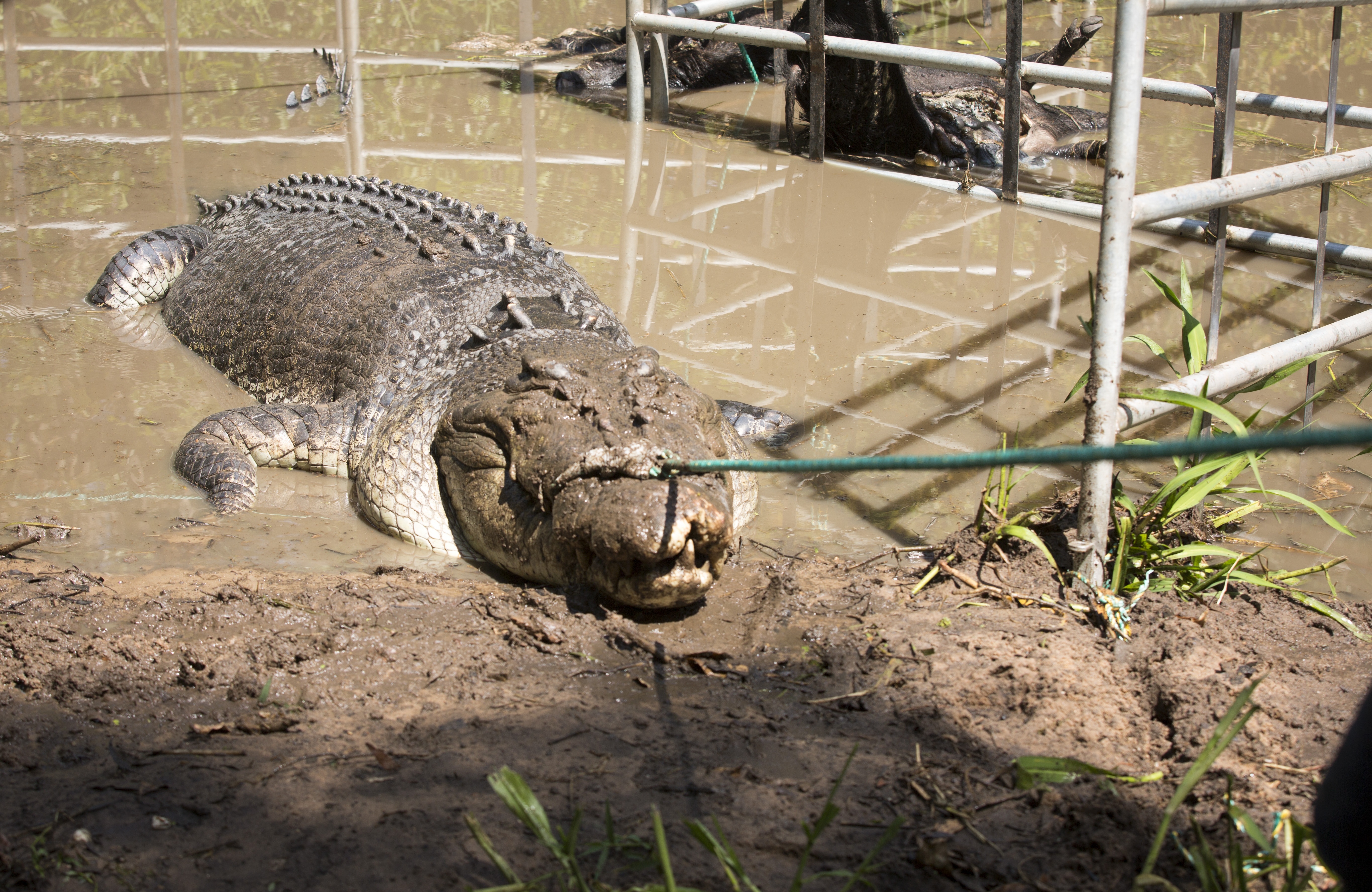 SOS Matt - Crocodiles dans la mare 1.jpg