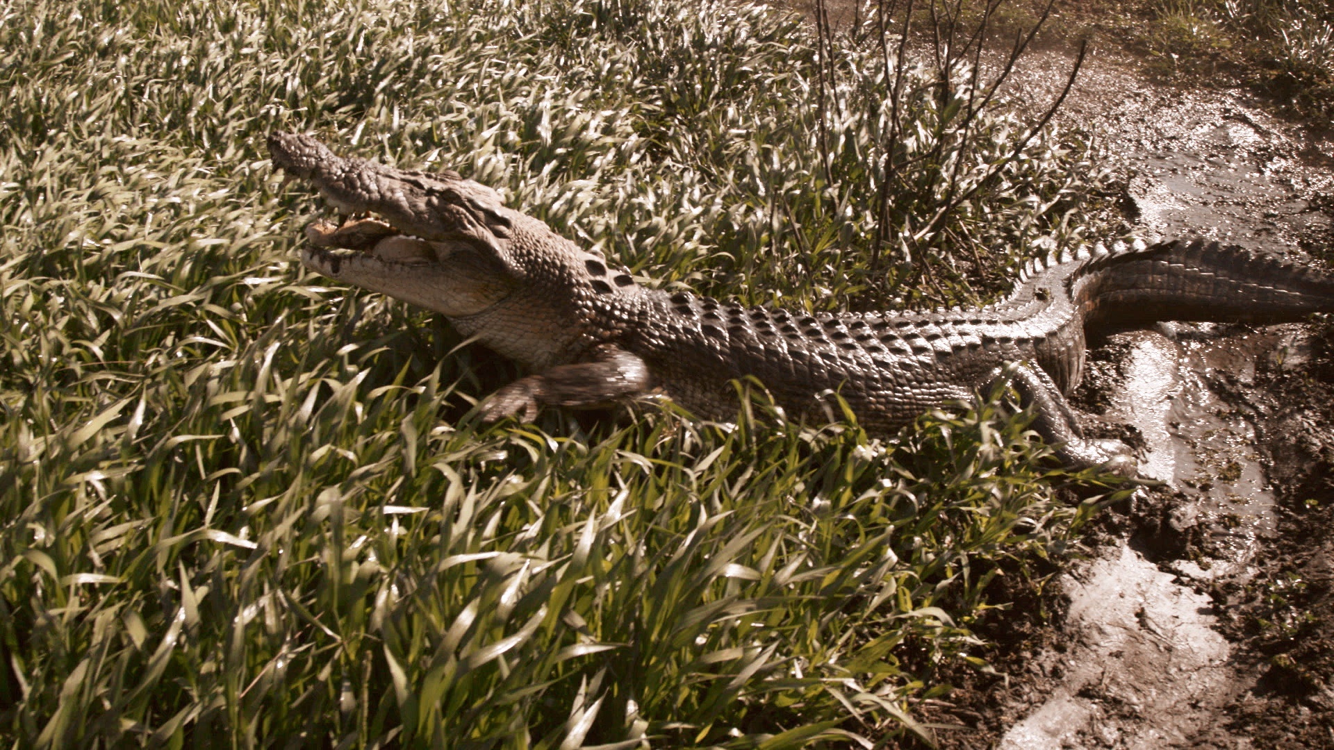 SOS Matt - Crocodiles dans la mare 5.jpg