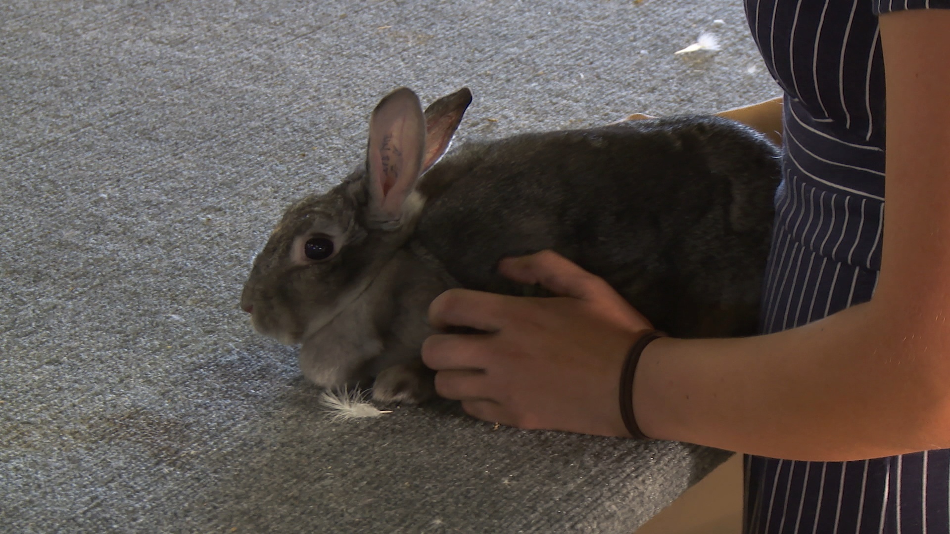 L'incroyable Dr Pol -  Il était une foire 1.JPG