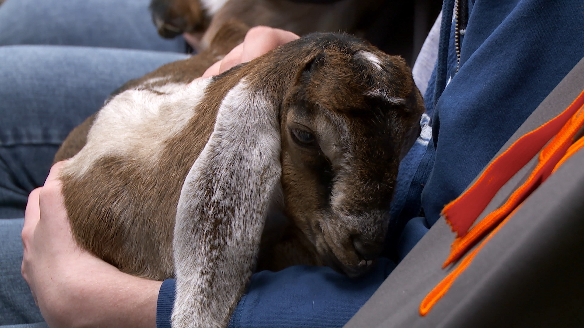 L'incroyable Dr Pol -  Il était une foire 3.JPG