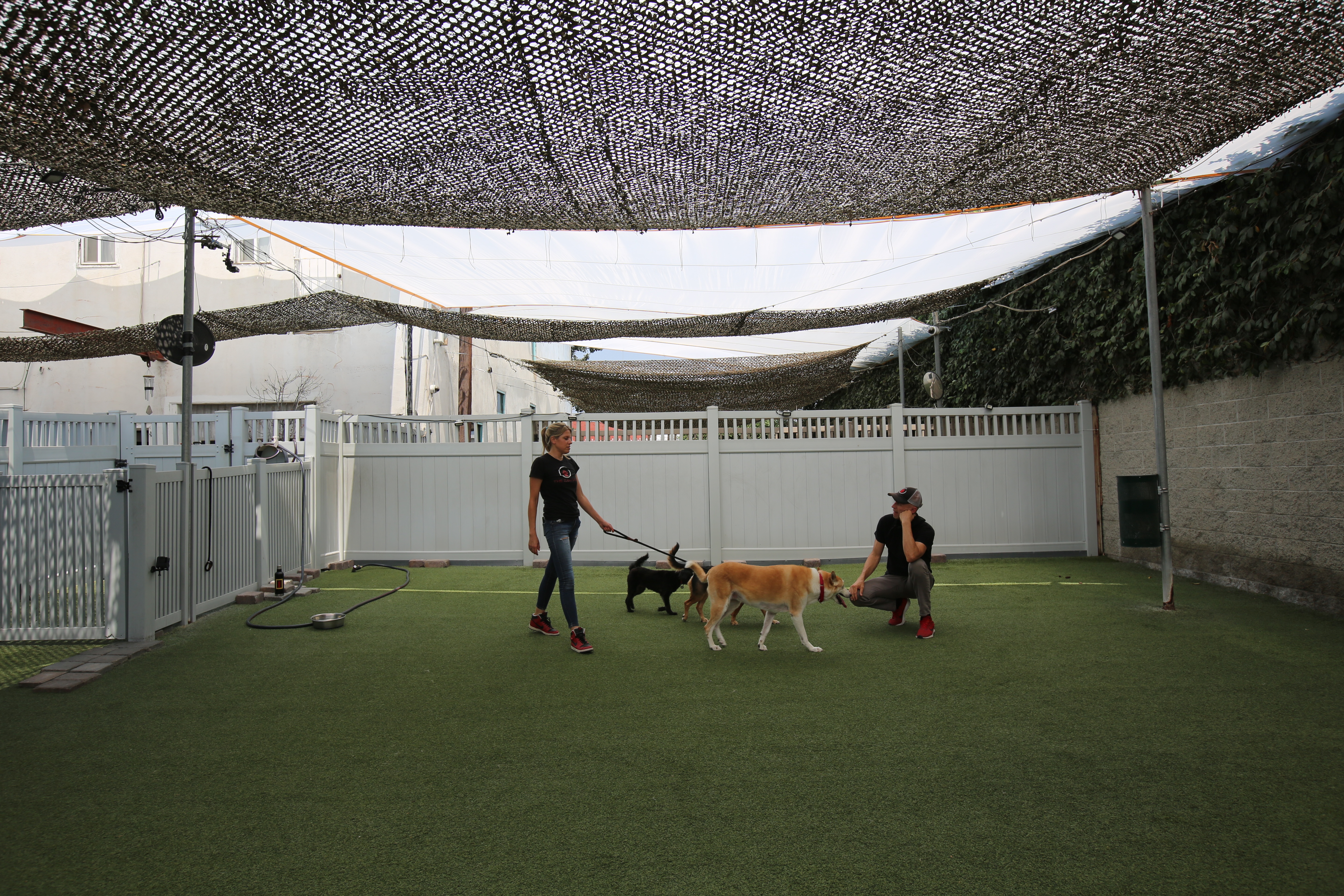 Dog Impossible - Promenade sous haute tension 2.jpg