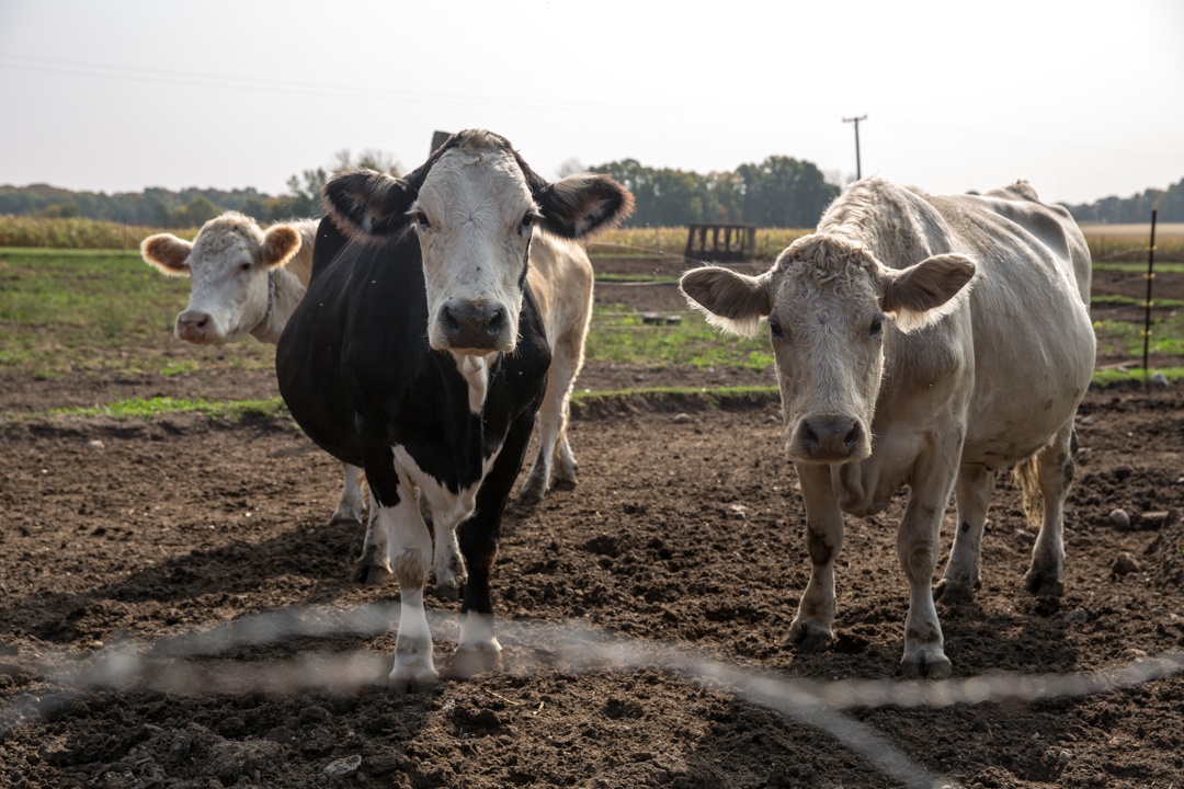 L'incroyable Dr Pol - Le cochon d'Inde 2.jpg