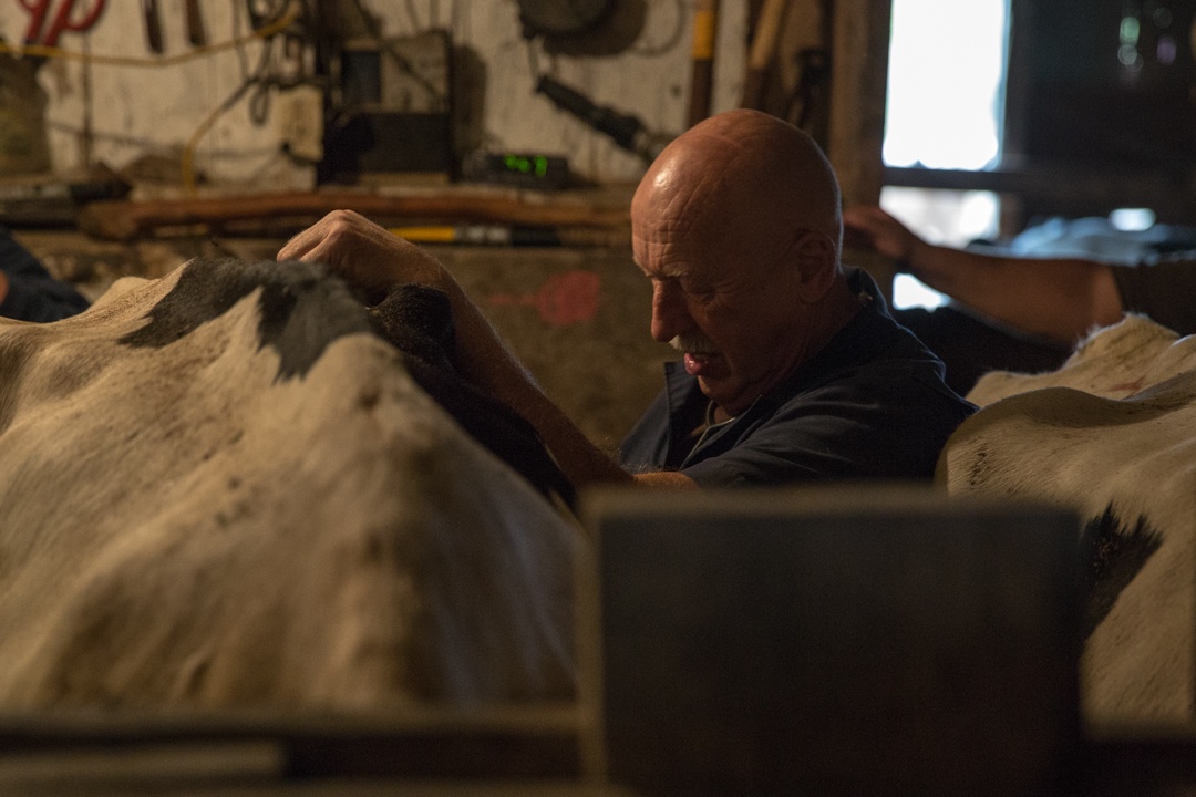 L'incroyable Dr Pol - Le cochon d'Inde 4.jpg