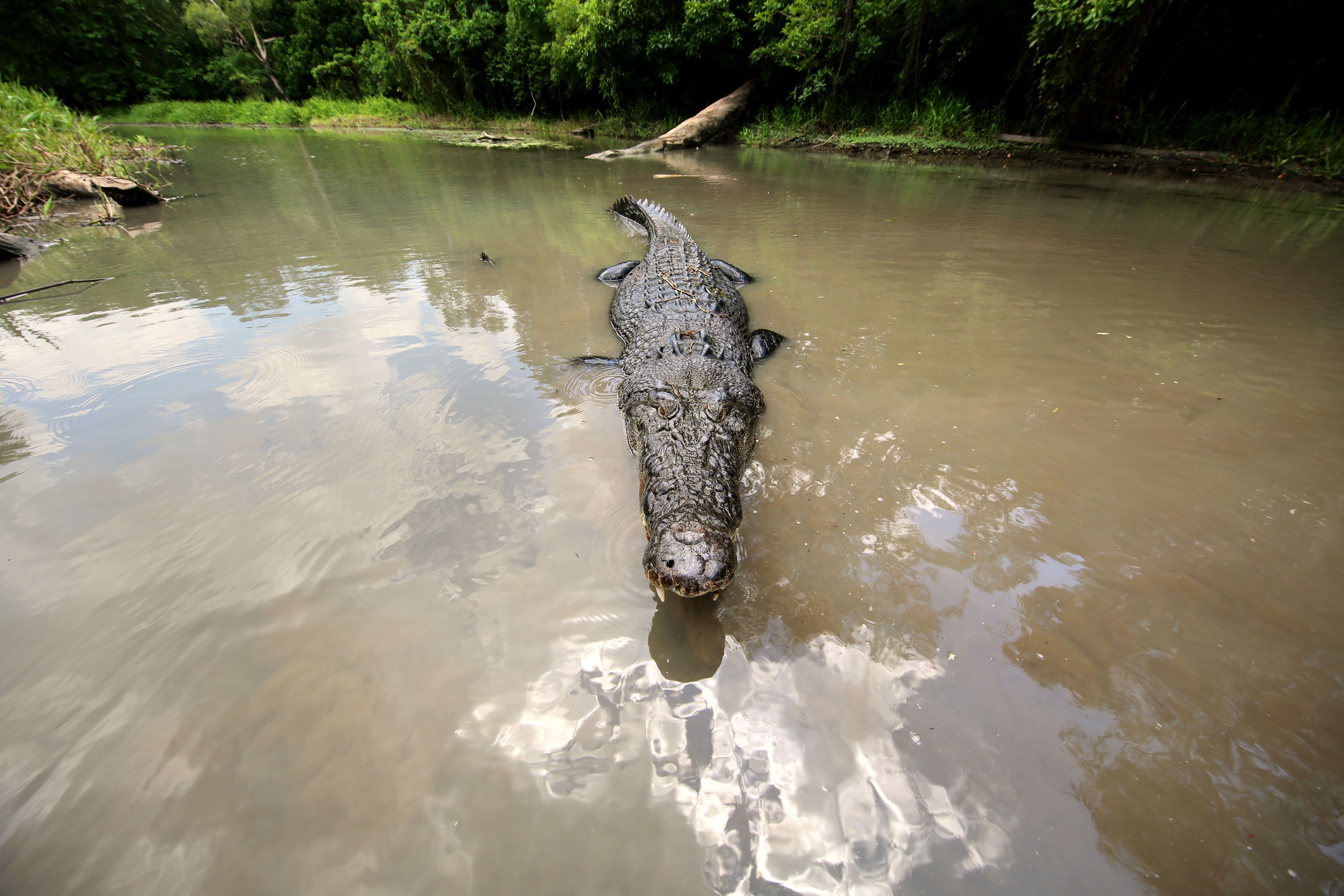 SOS Matt - La queue d’un crocodile 3.jpg