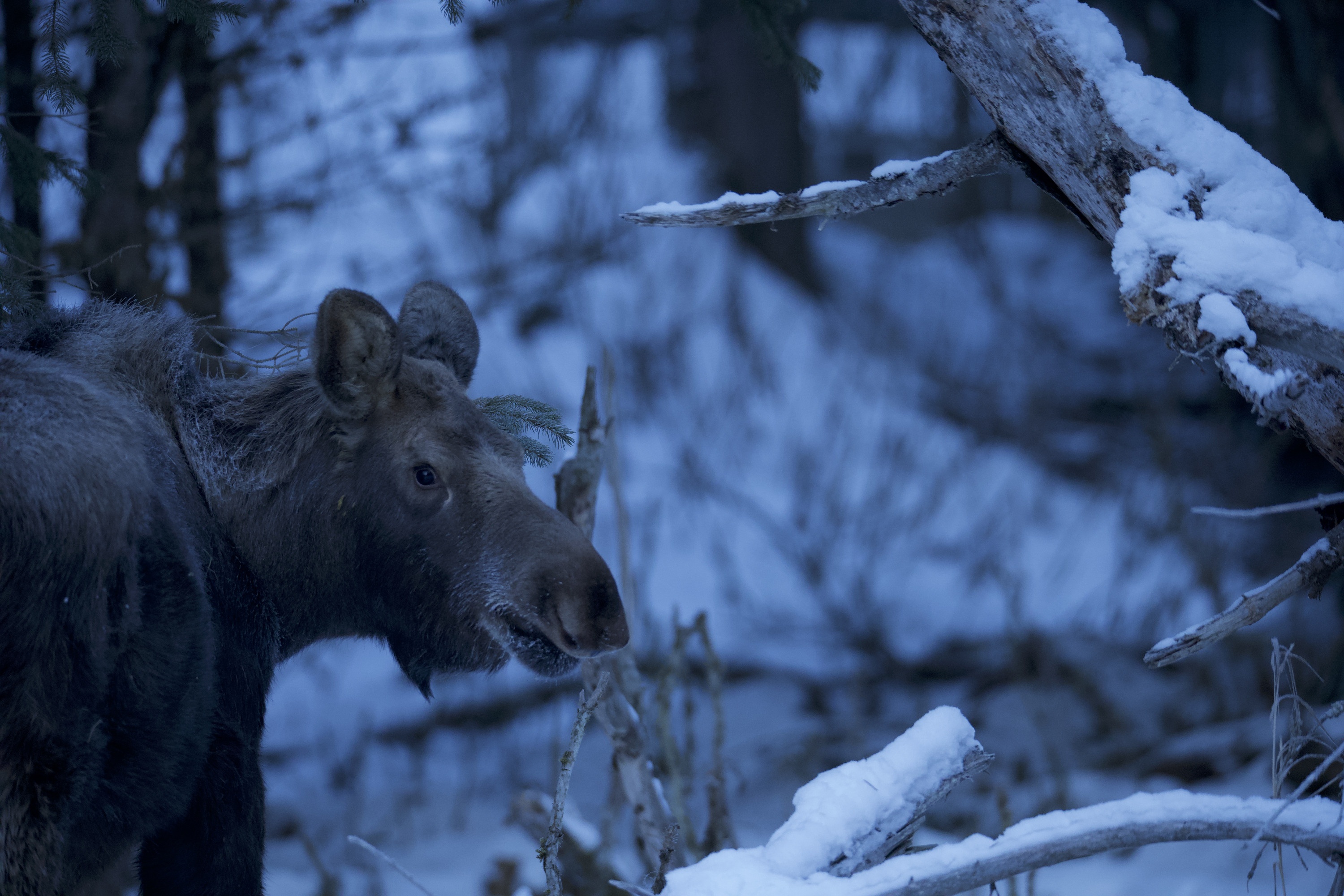 EP101_AmericasFrozenFrontier_WintersHiddenWonders_08.jpg