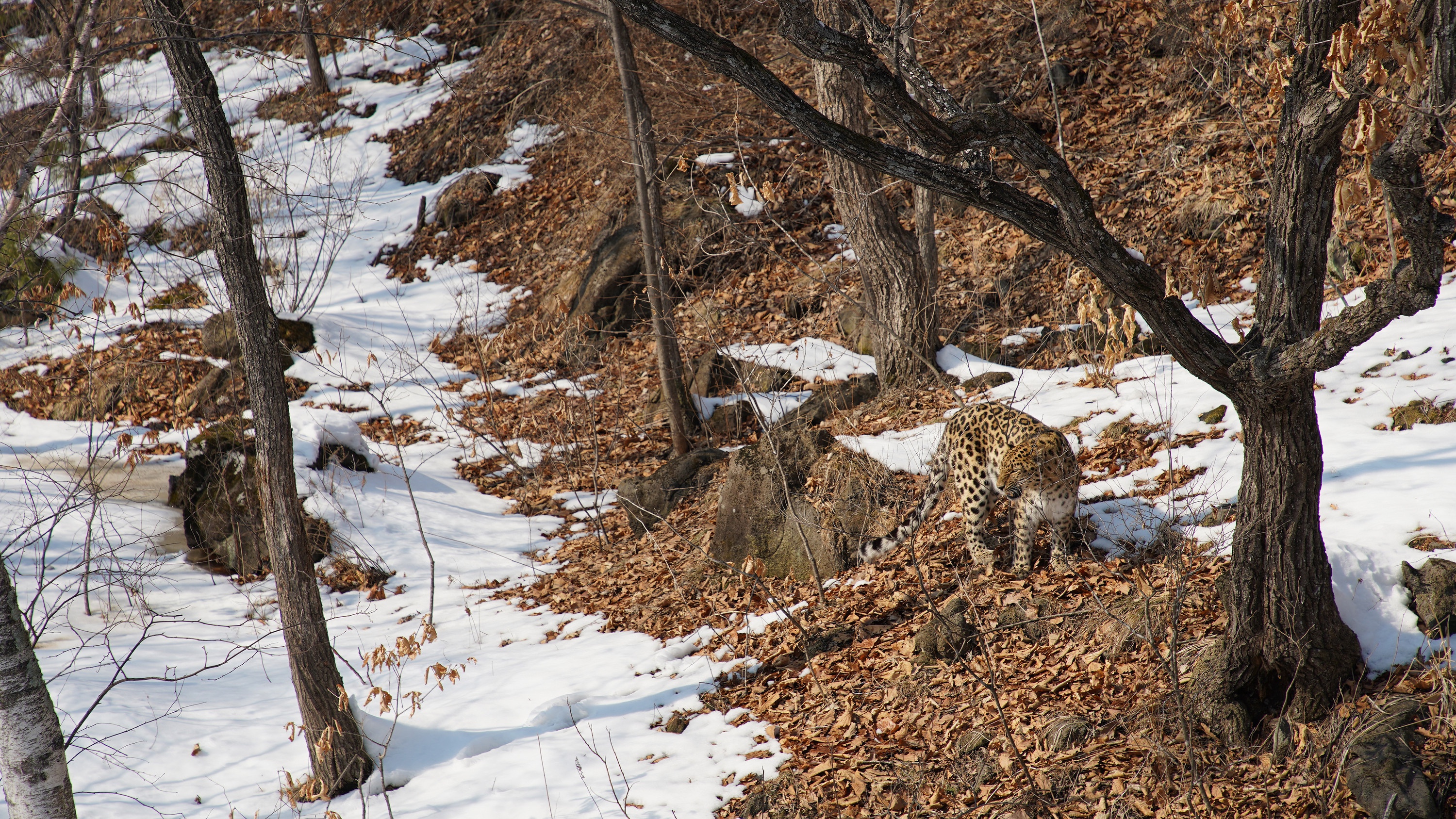 EP102_AsiasFrozenWilderness_WintersHiddenWonders_01.jpg