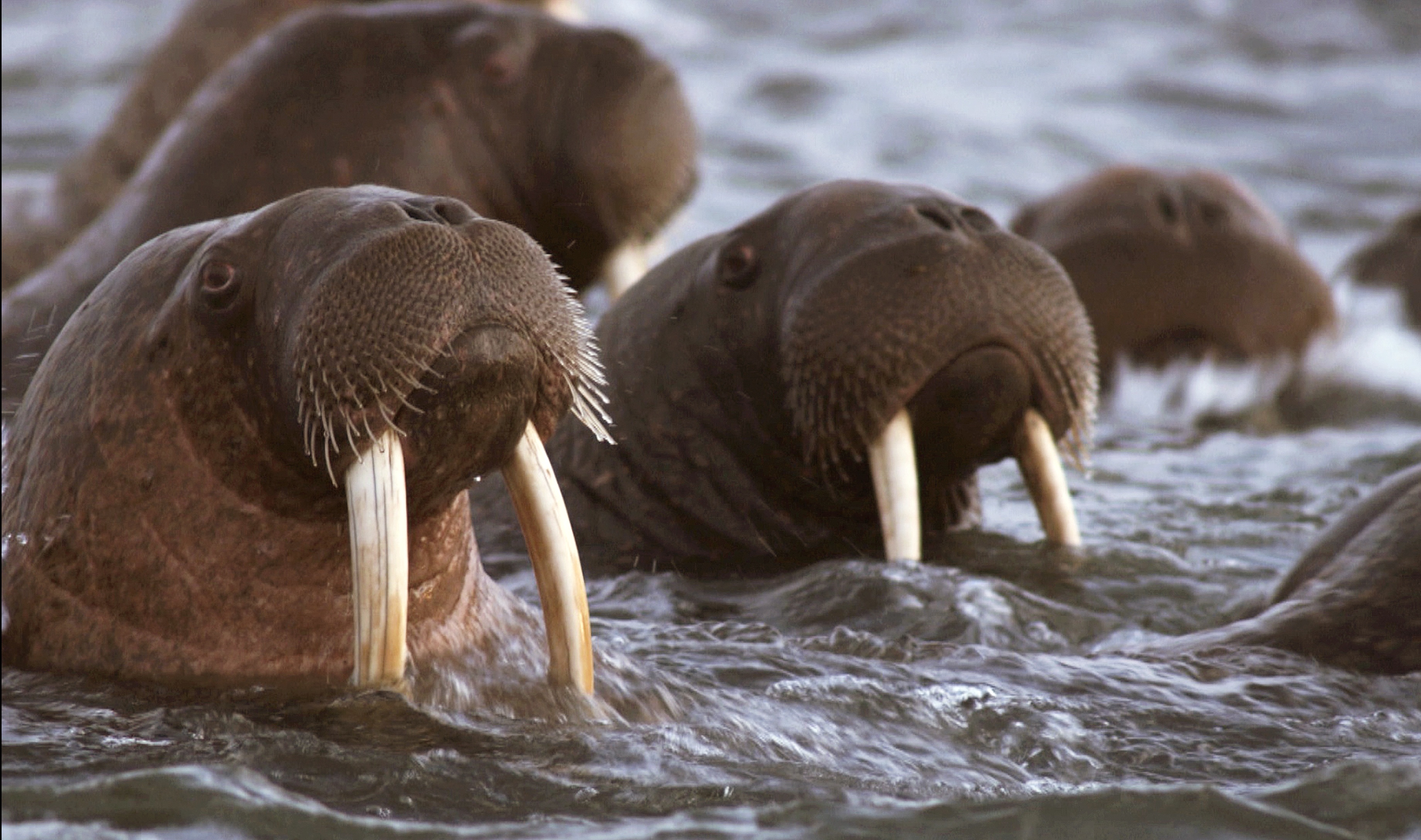 PRImages_17 - Alaska's deadliest -GreatMigrations.JPG