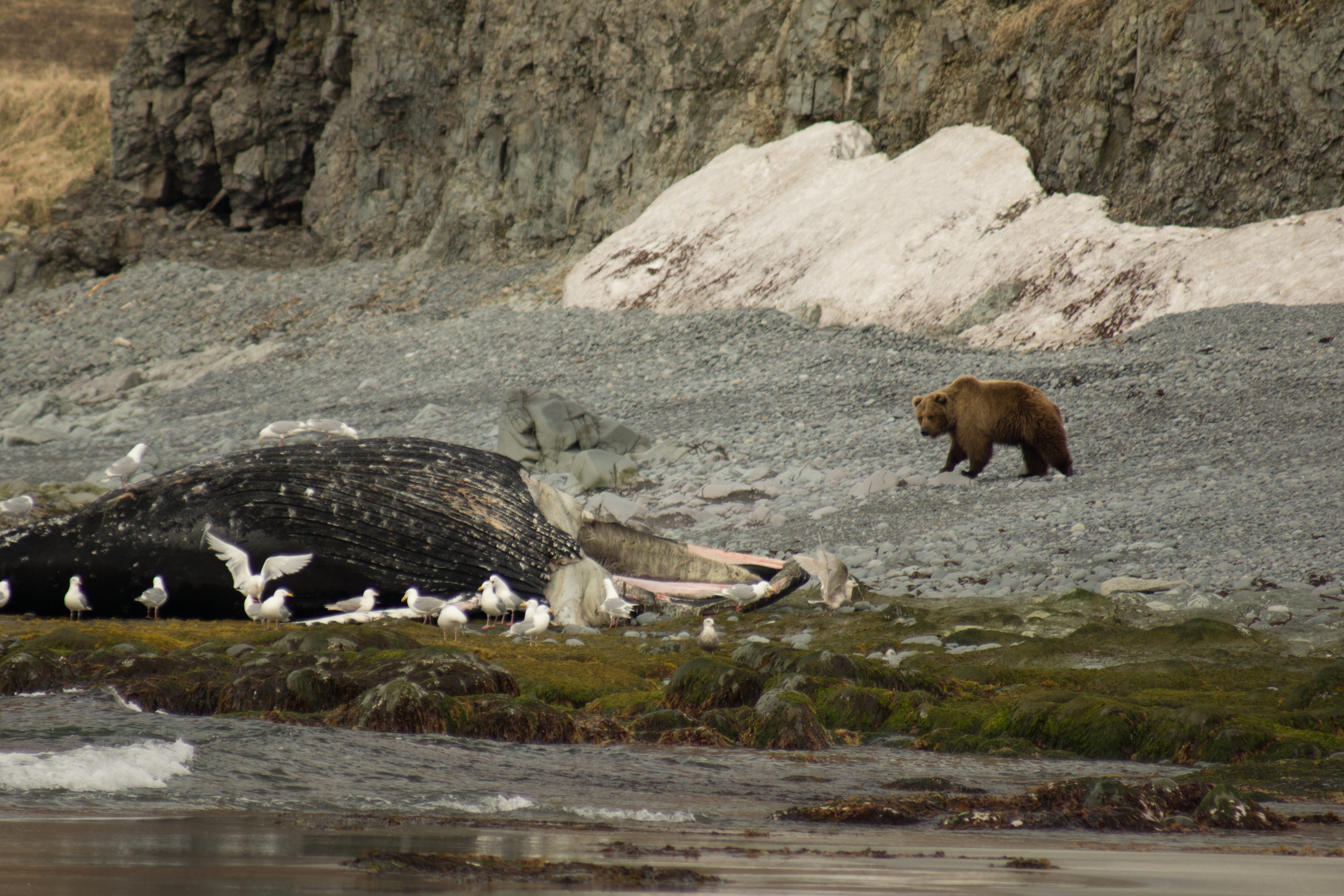 Wet_038- Alaska's deadliest - SecretLifeOfPredators.JPG