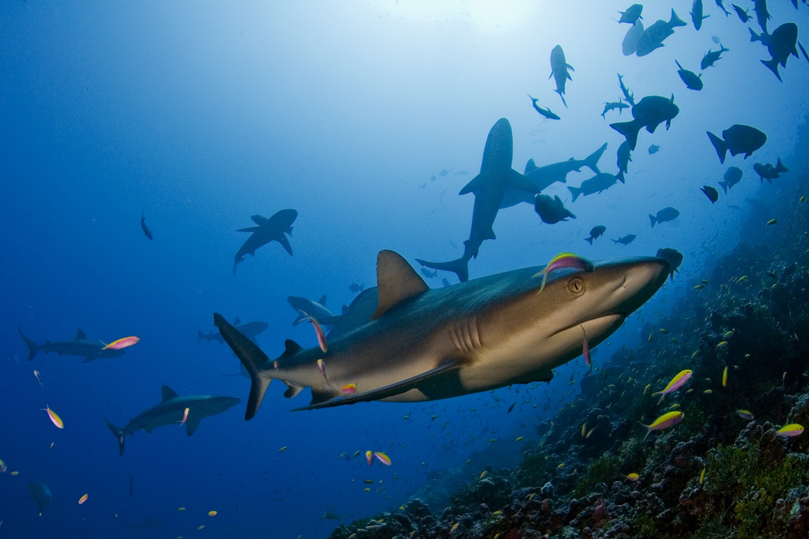 Le Paradis des requins 3.JPG