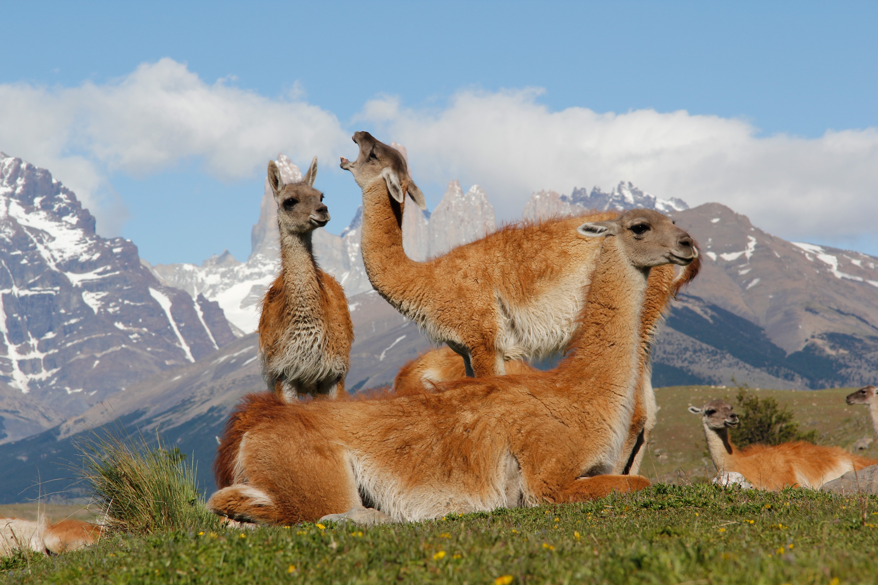 Puma, lion des Andes 4.jpg