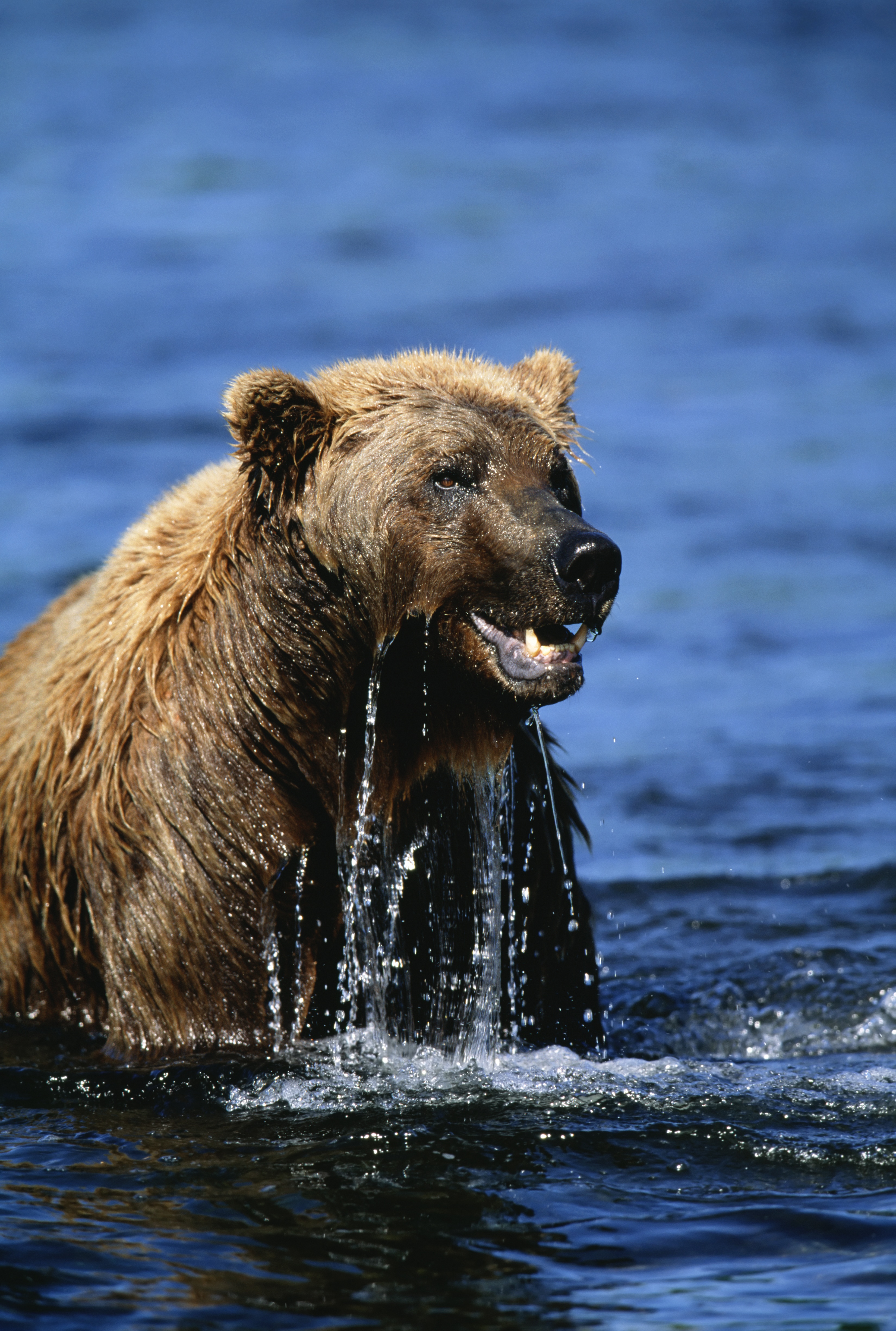 Attack_03_UltimateAnimalCountdown.JPG