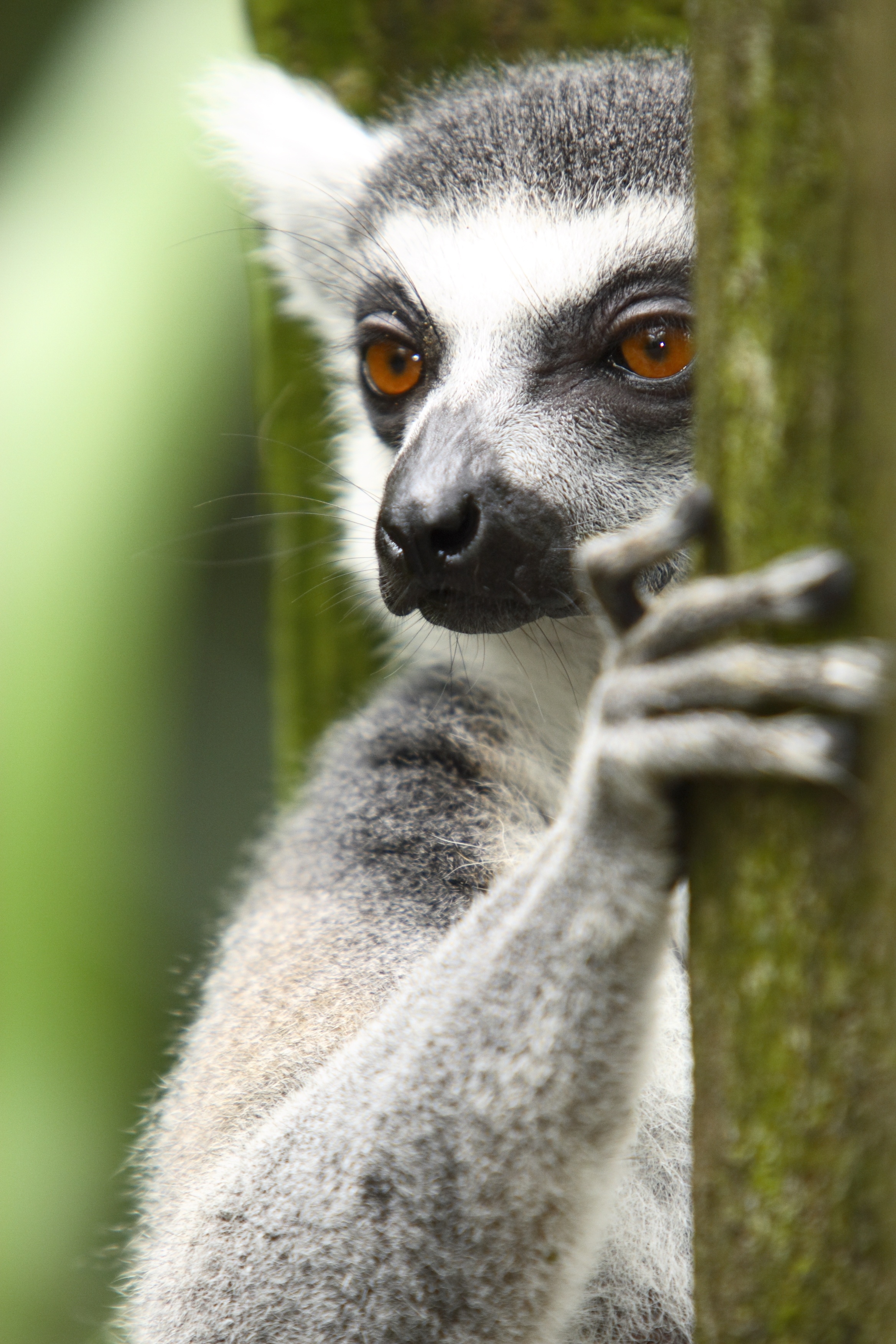 Smelliest_05_UltimateAnimalCountdown.JPG