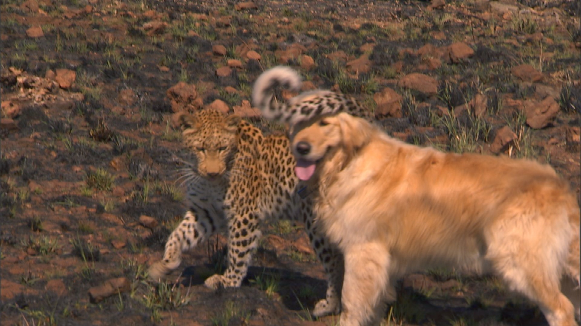 Drôles d'amis - Amitiés insolites 3.JPG