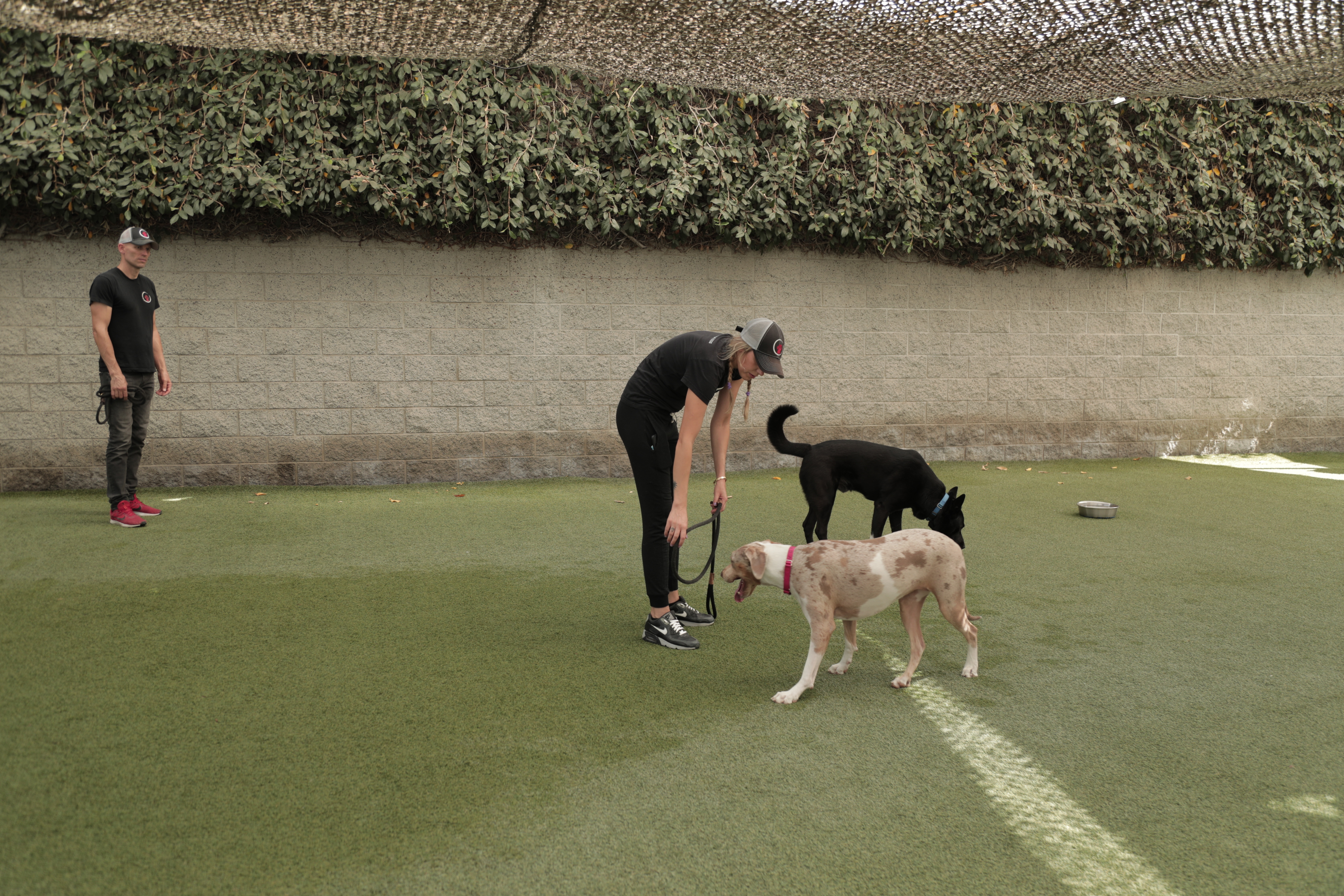 Dog Impossible - Quand Harry rencontre Sari 7.jpg