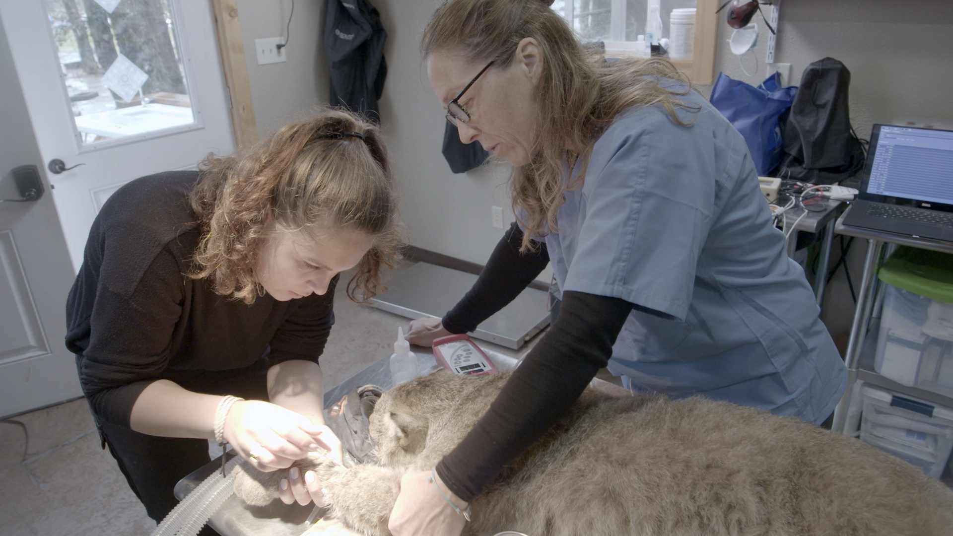 Michelle ou la vie sauvage - Les trois ours du Dr O. 6.jpg